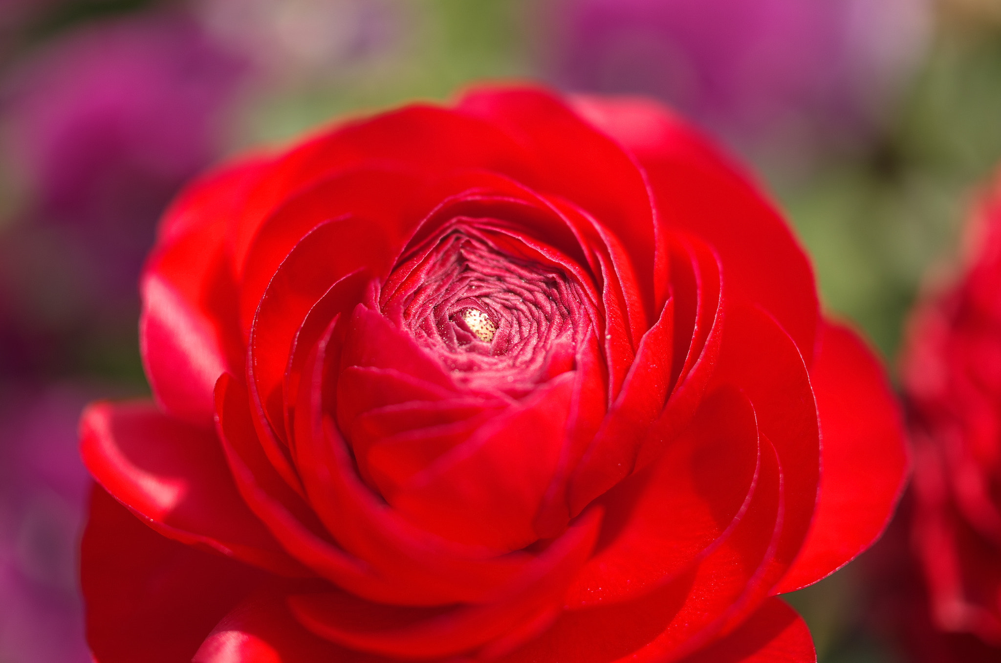HD Pentax DA 35mm F2.8 Macro Limited sample photo. Red photography