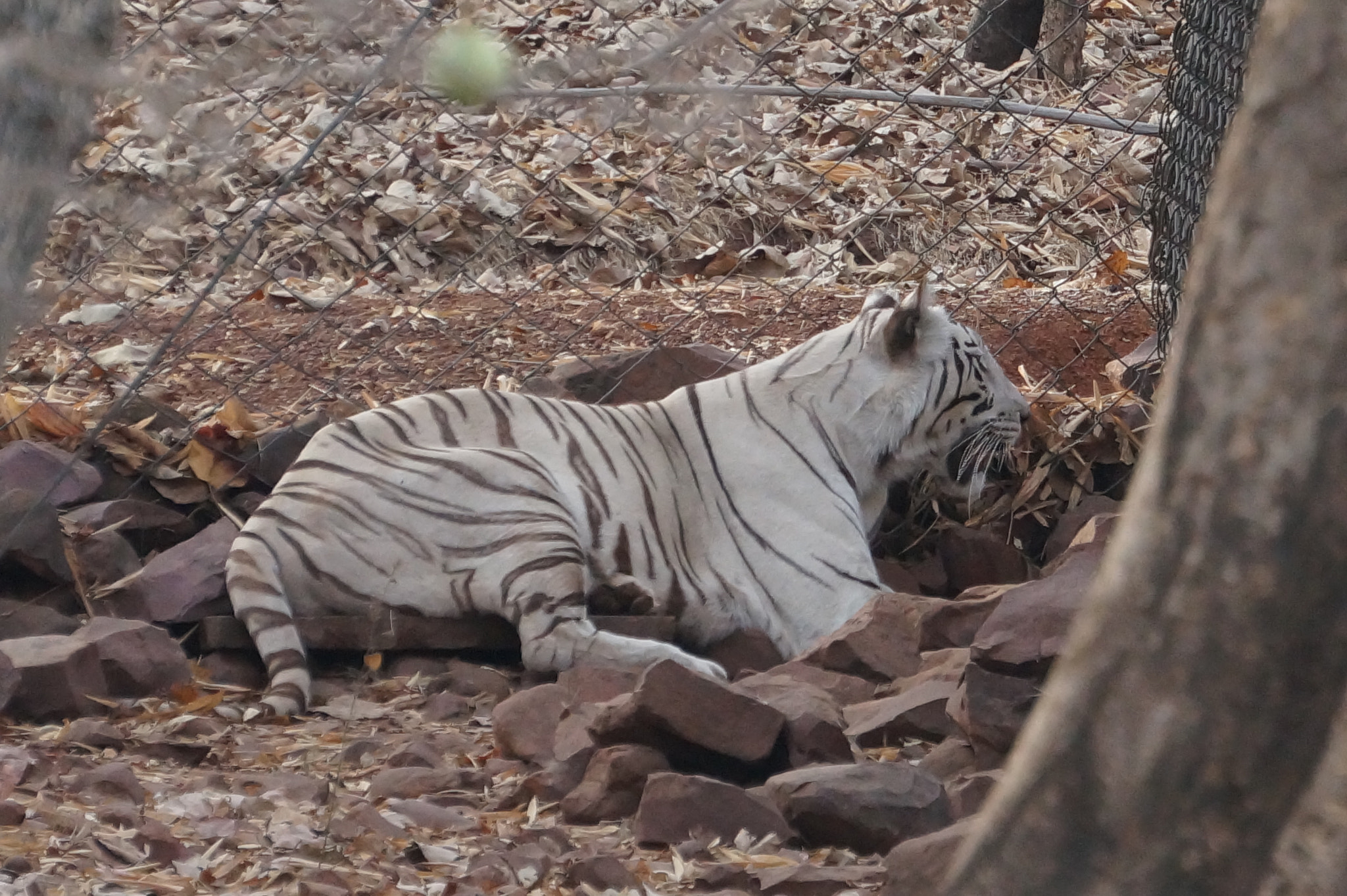 Sony E 55-210mm F4.5-6.3 OSS sample photo. White tiger photography