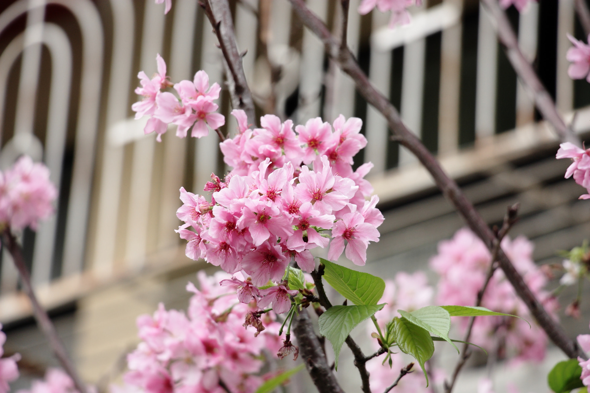 Canon EF-S 18-135mm F3.5-5.6 IS STM sample photo. Img_1400m color of spring. 春色. 春色 photography