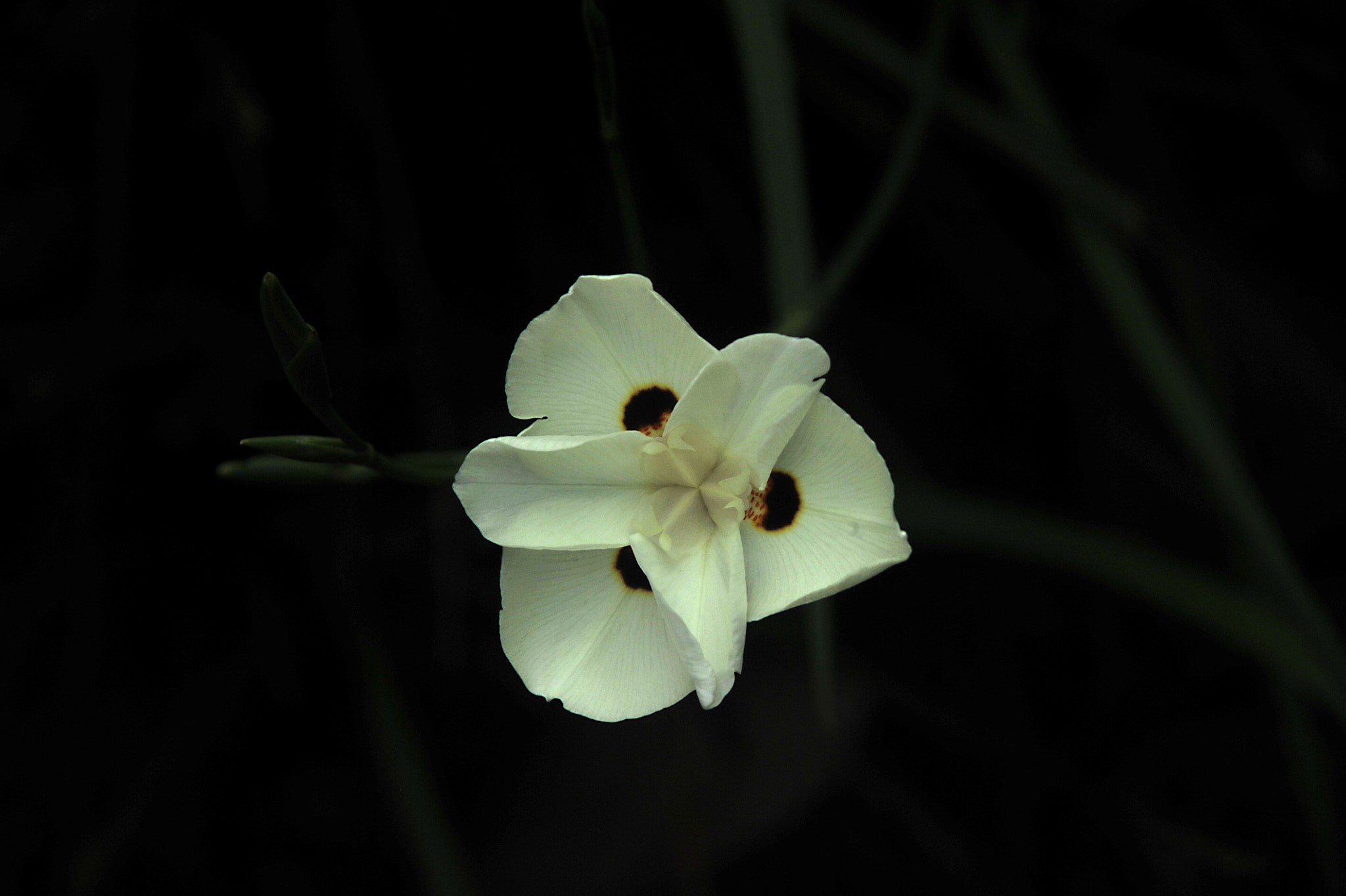 Nikon D3S sample photo. ...蘭花... photography