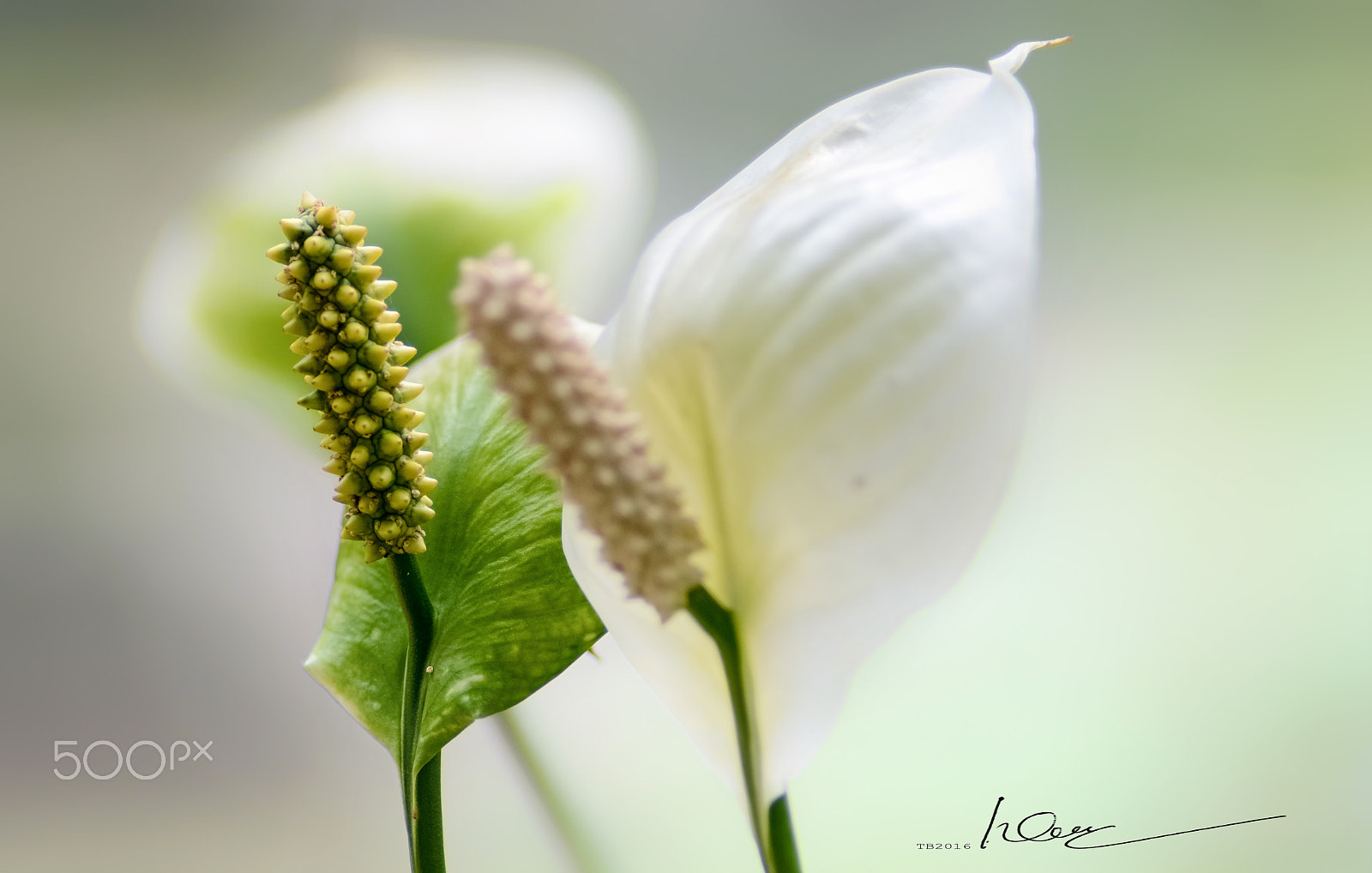 Nikon D7100 + Nikon AF Nikkor 180mm F2.8D ED-IF sample photo