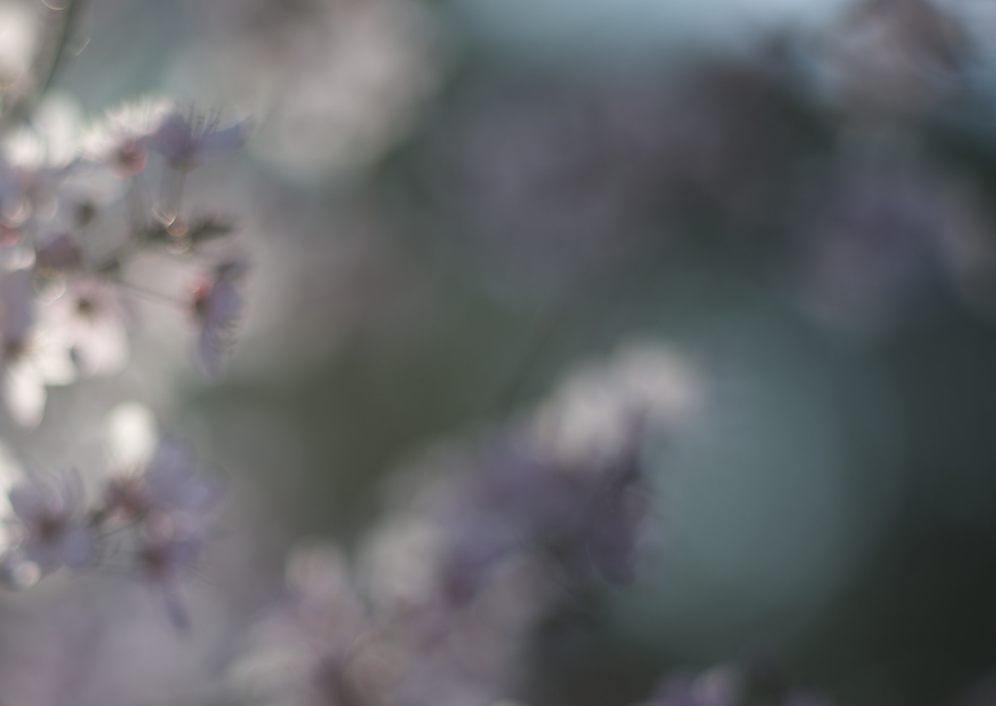 Nikon D800 + AF Nikkor 50mm f/1.8 sample photo. Sakura photography