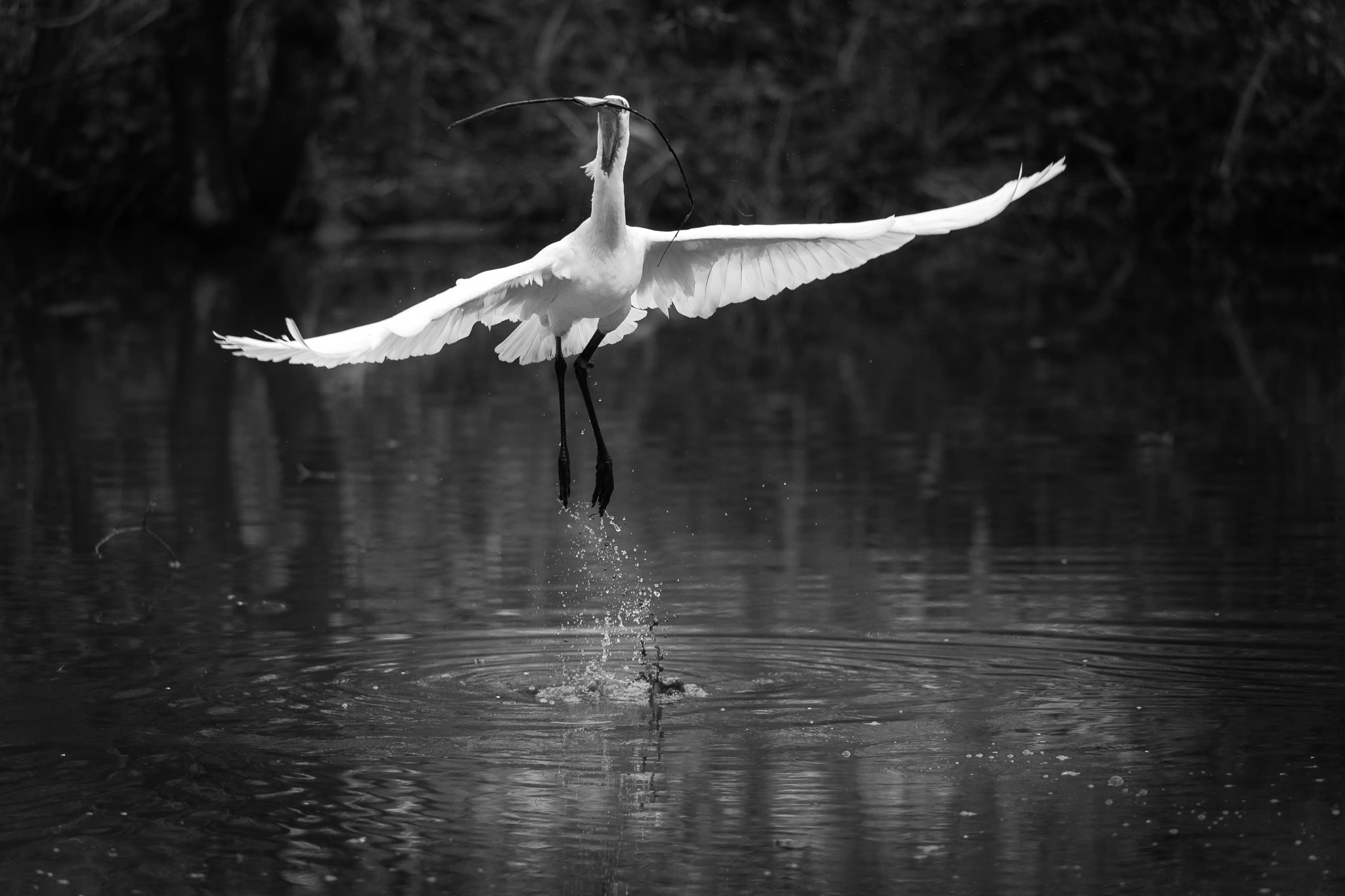 Sigma 150-500mm F5-6.3 DG OS HSM sample photo. Take-off photography