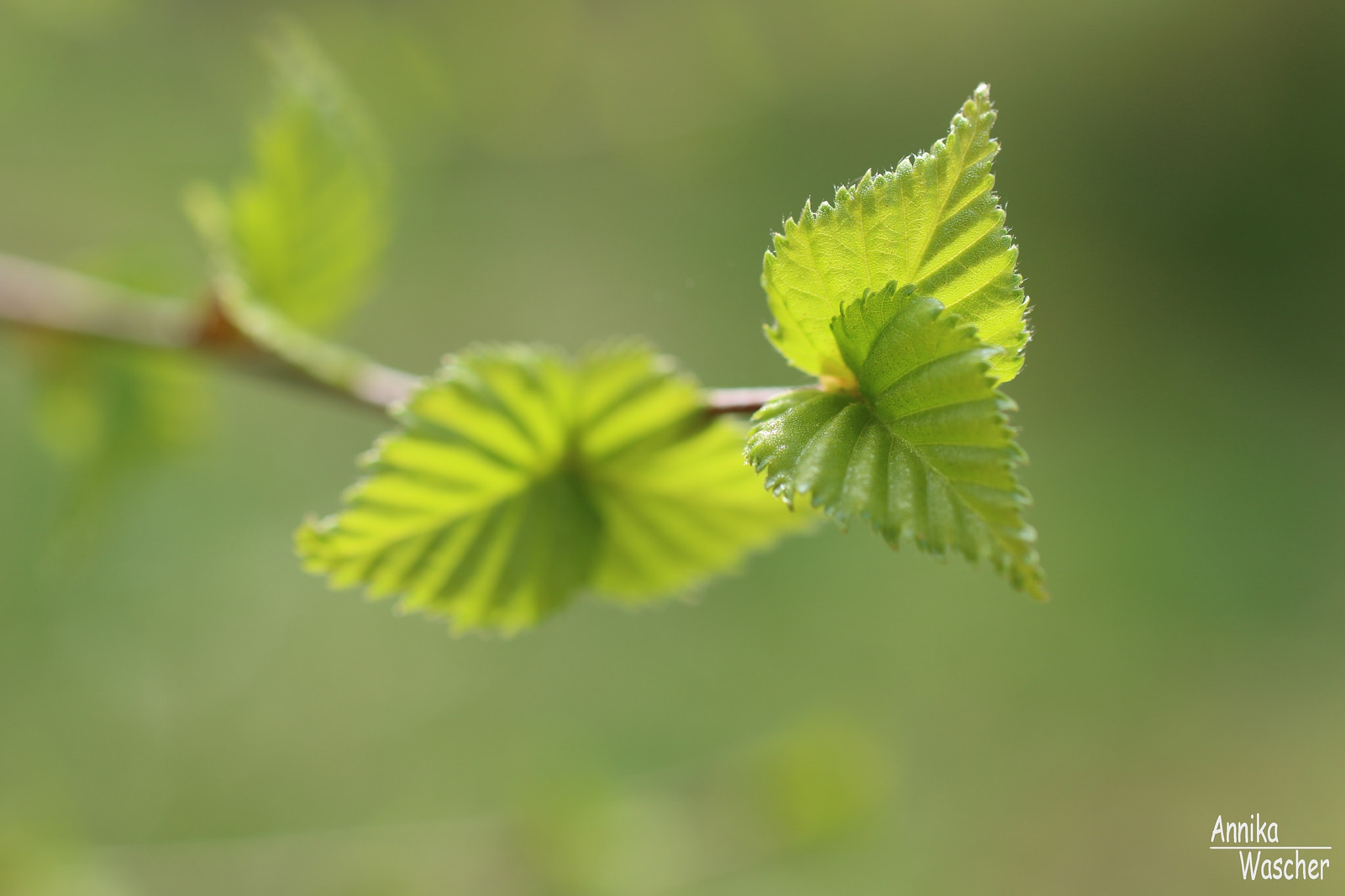 Canon EOS 70D + Sigma 18-50mm f/2.8 Macro sample photo. Birch in the spring photography