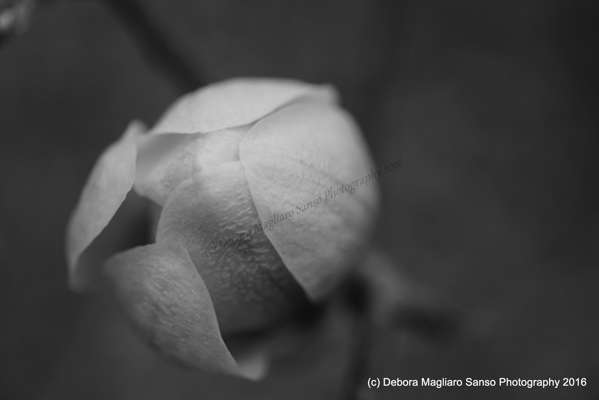 Nikon D610 + Nikon AF Micro-Nikkor 60mm F2.8D sample photo. Life developing.... photography