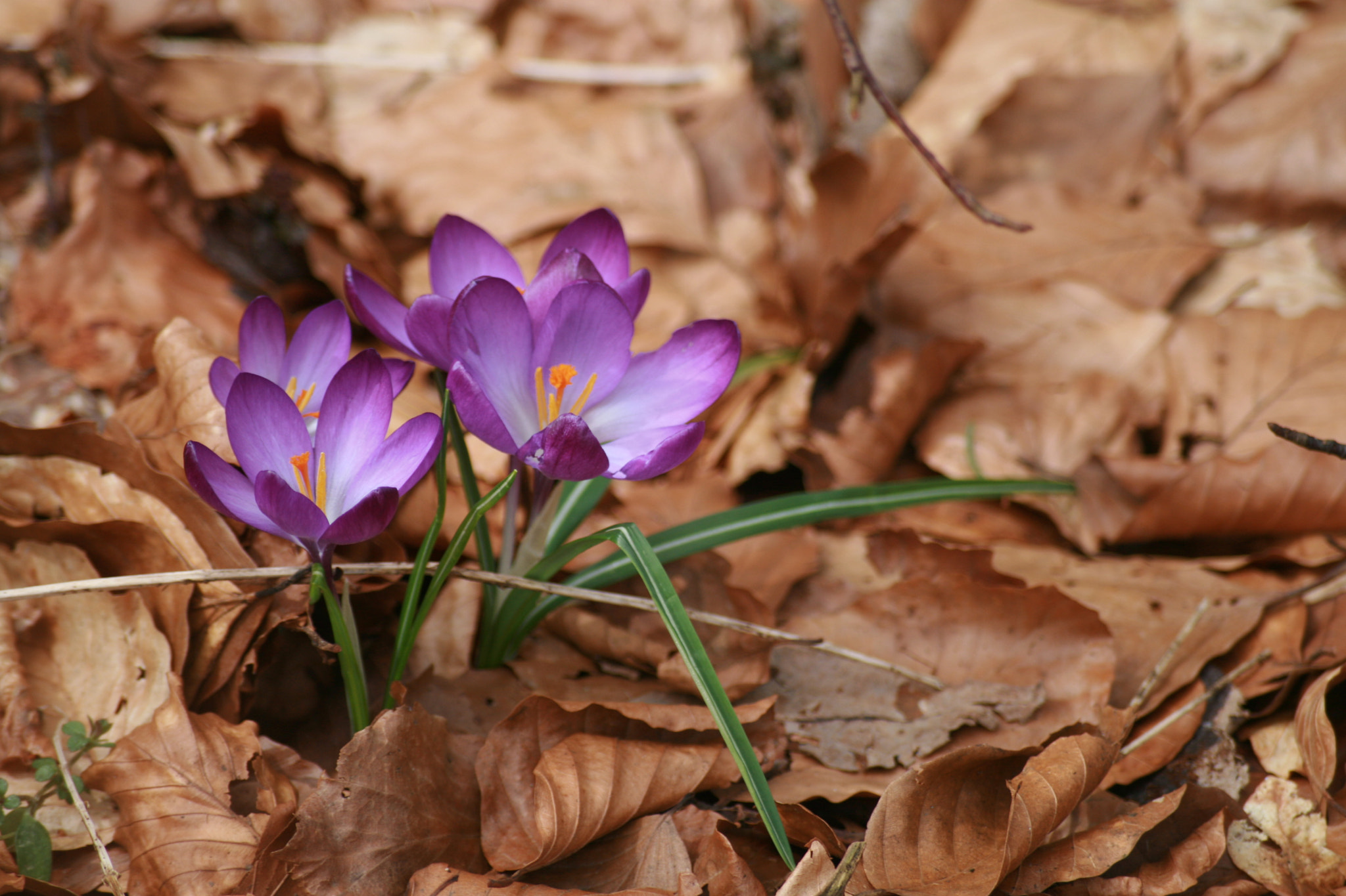 Sigma 55-200mm f/4-5.6 DC sample photo. Growing strong photography