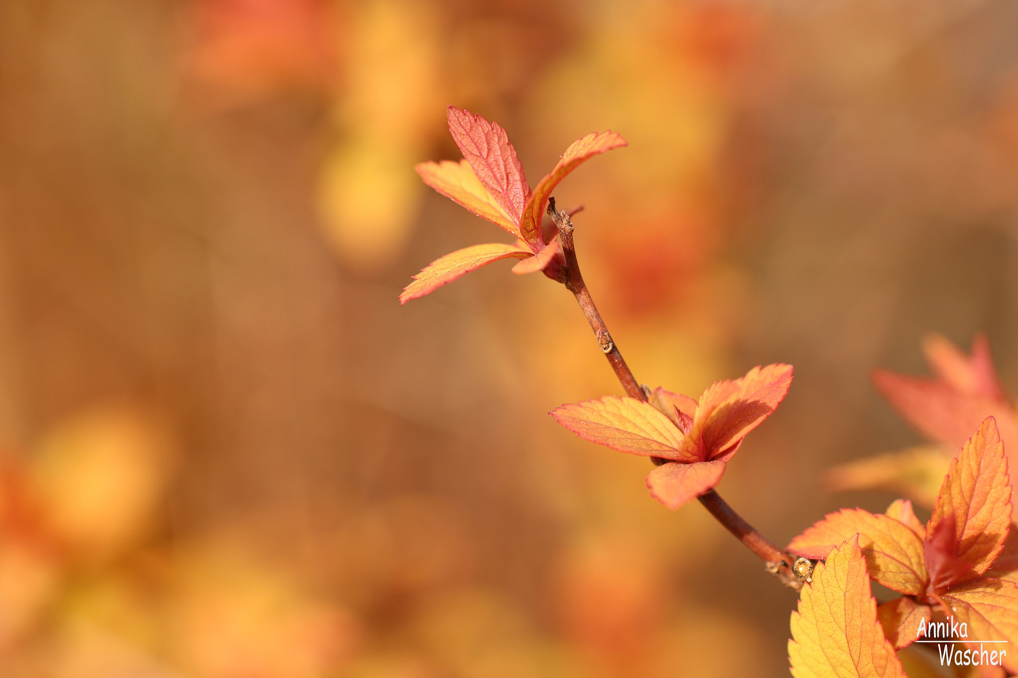 Canon EOS 70D + Sigma 18-50mm f/2.8 Macro sample photo. Yellow and orange photography