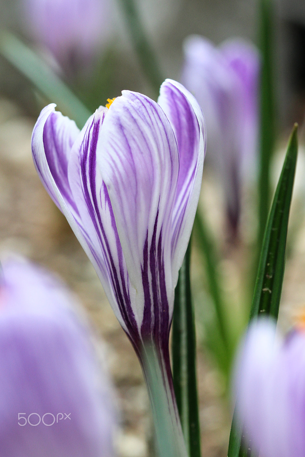 Sigma 105mm F2.8 EX DG OS HSM sample photo. Purple crocus photography