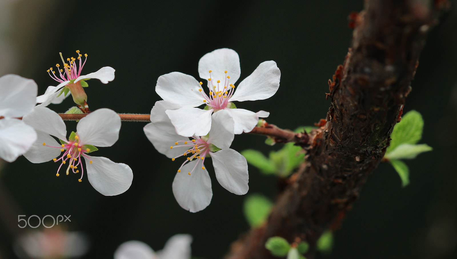 Sigma 105mm F2.8 EX DG OS HSM sample photo. Nanking cherry ii photography