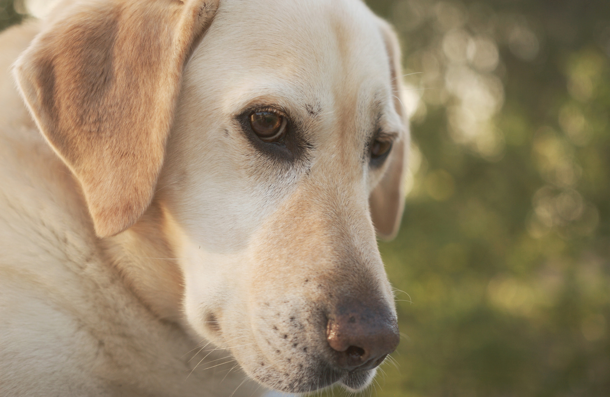 Sigma 18-35mm f/1.8 DC HSM sample photo. || close up lilly || photography