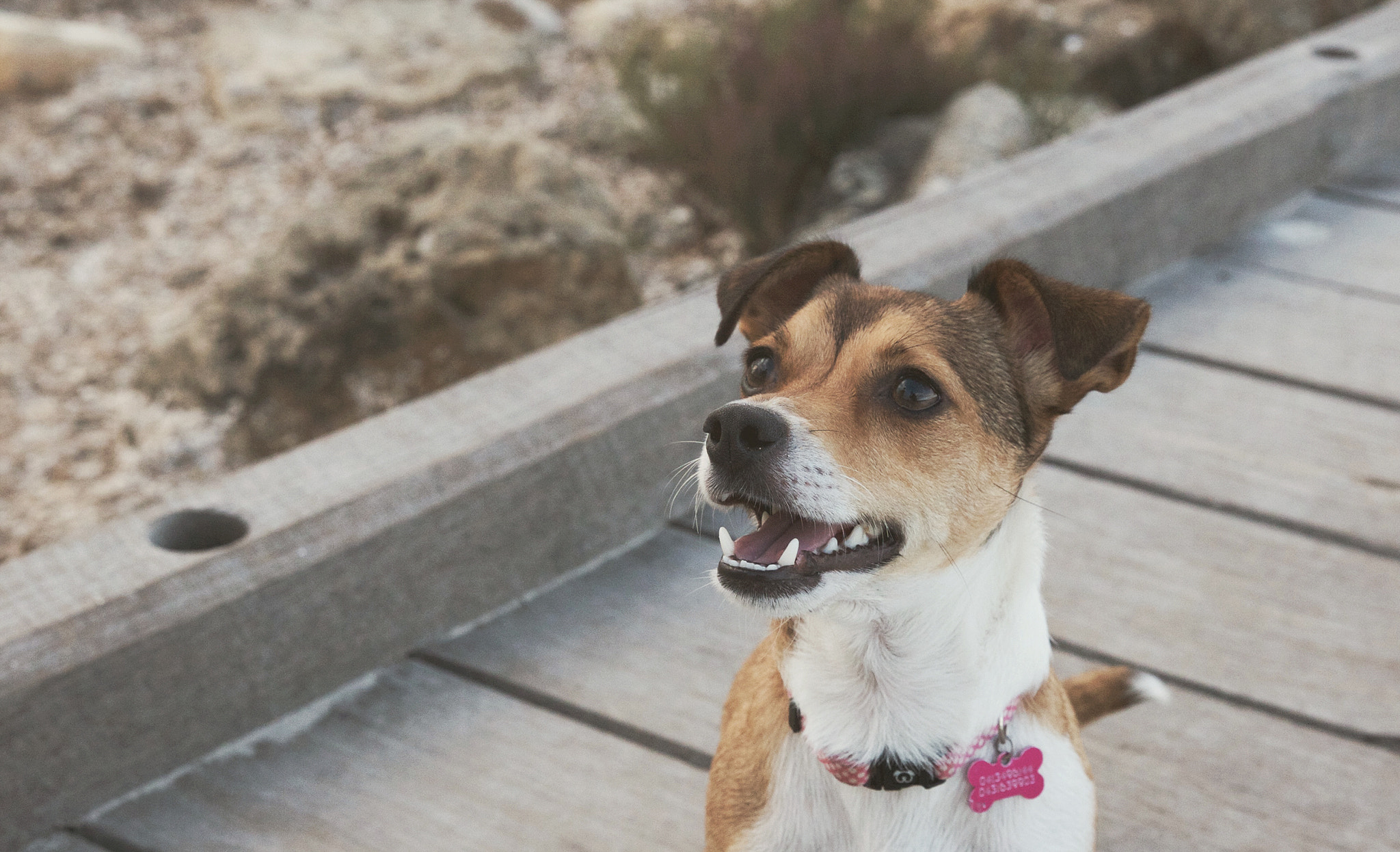 Sigma 18-35mm f/1.8 DC HSM sample photo. || excited loulou || photography