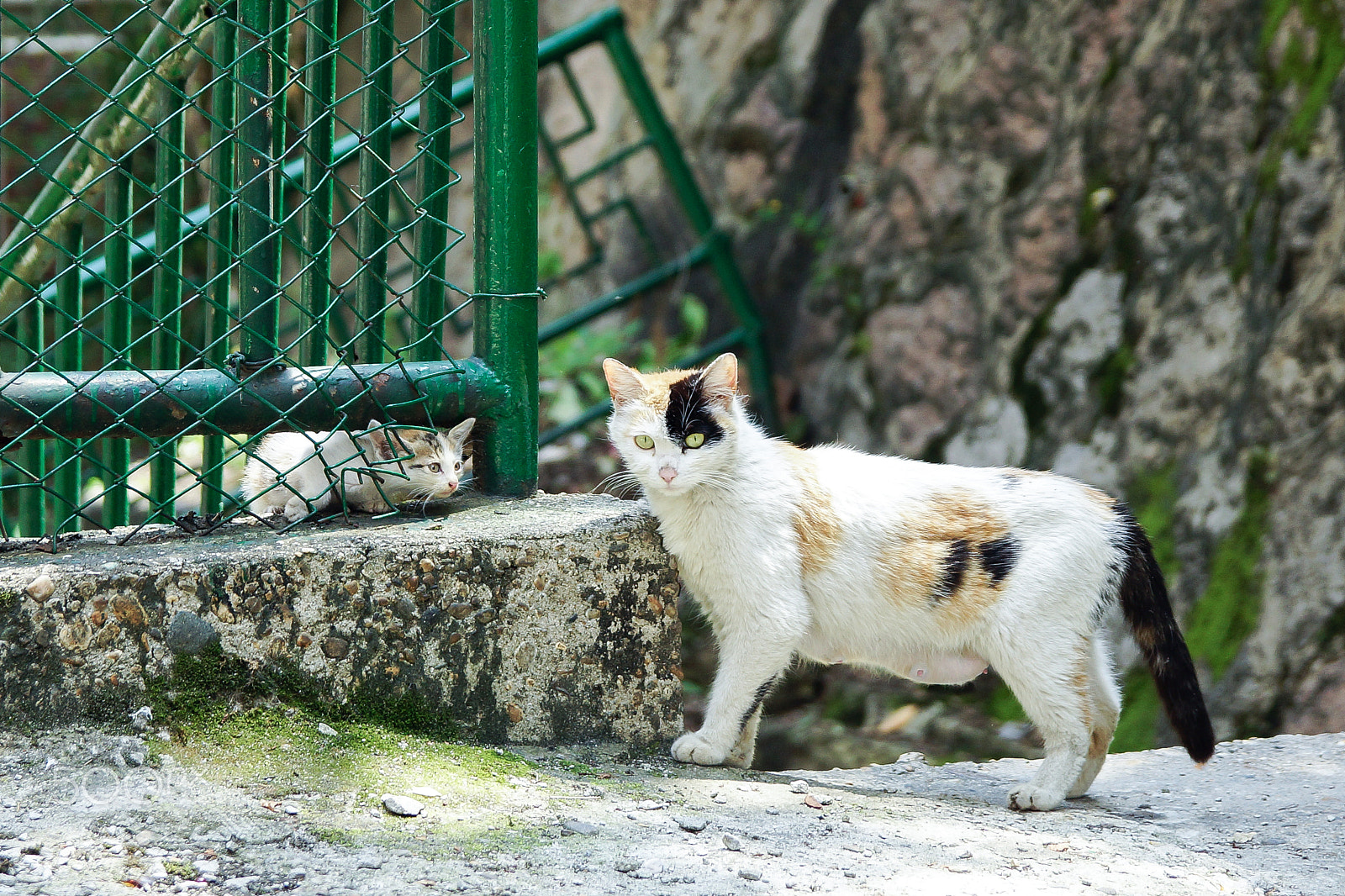 Sony SLT-A77 + 17-50mm F2.8 sample photo. Cats photography