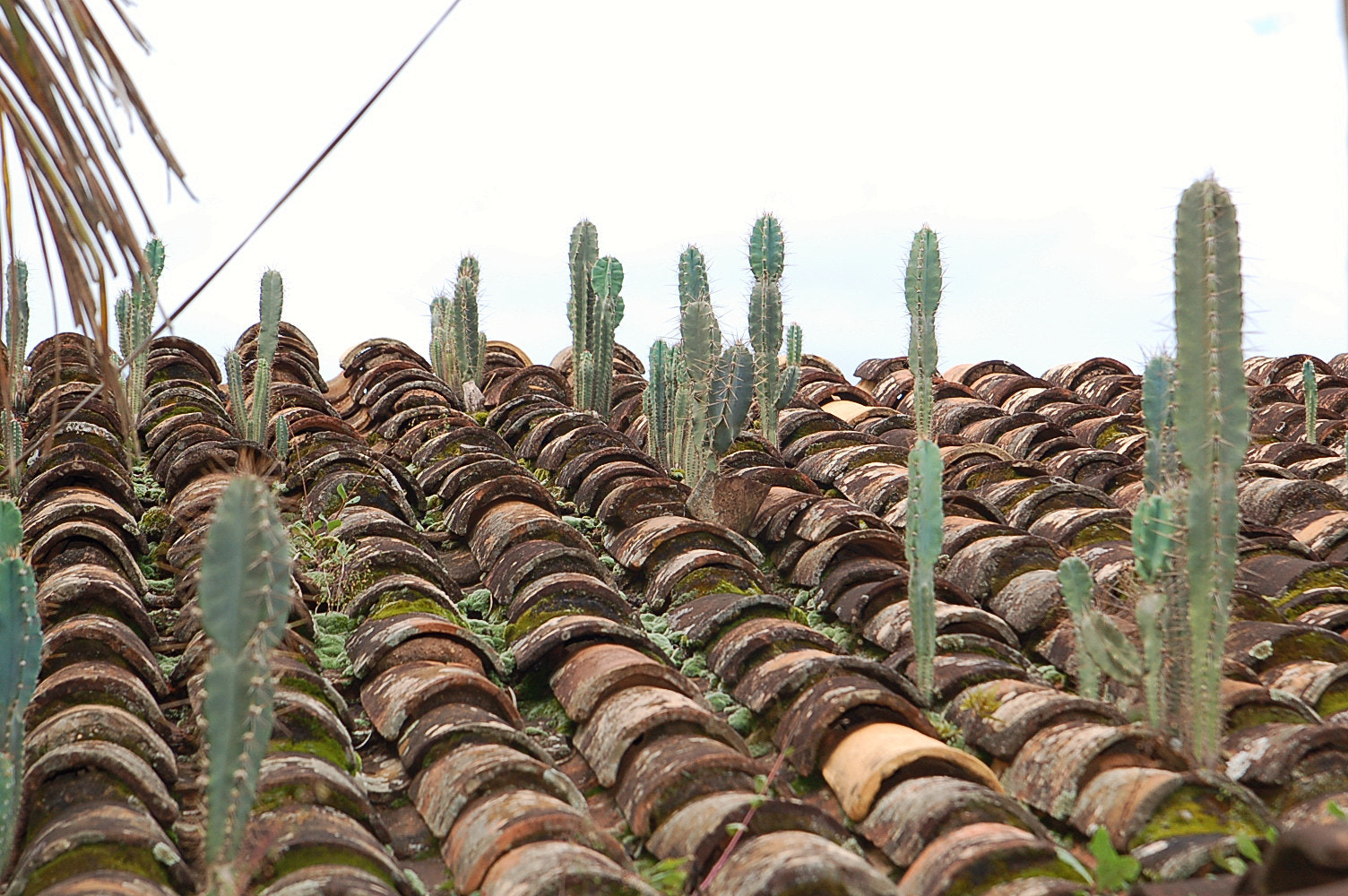 Nikon D50 sample photo. Cactus on the roof photography