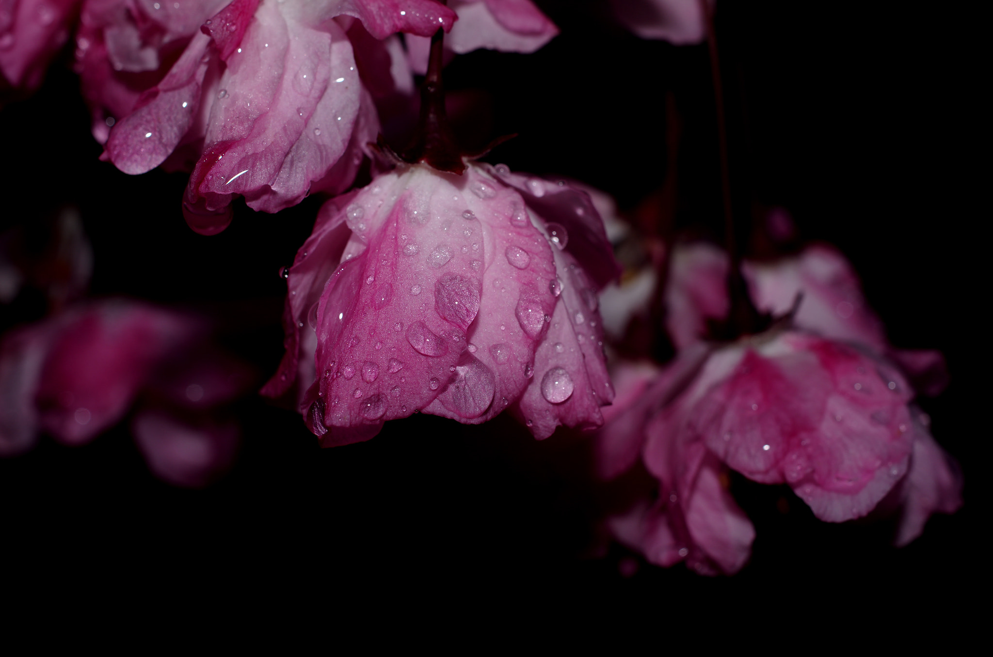 Pentax K-5 sample photo. Rain photography