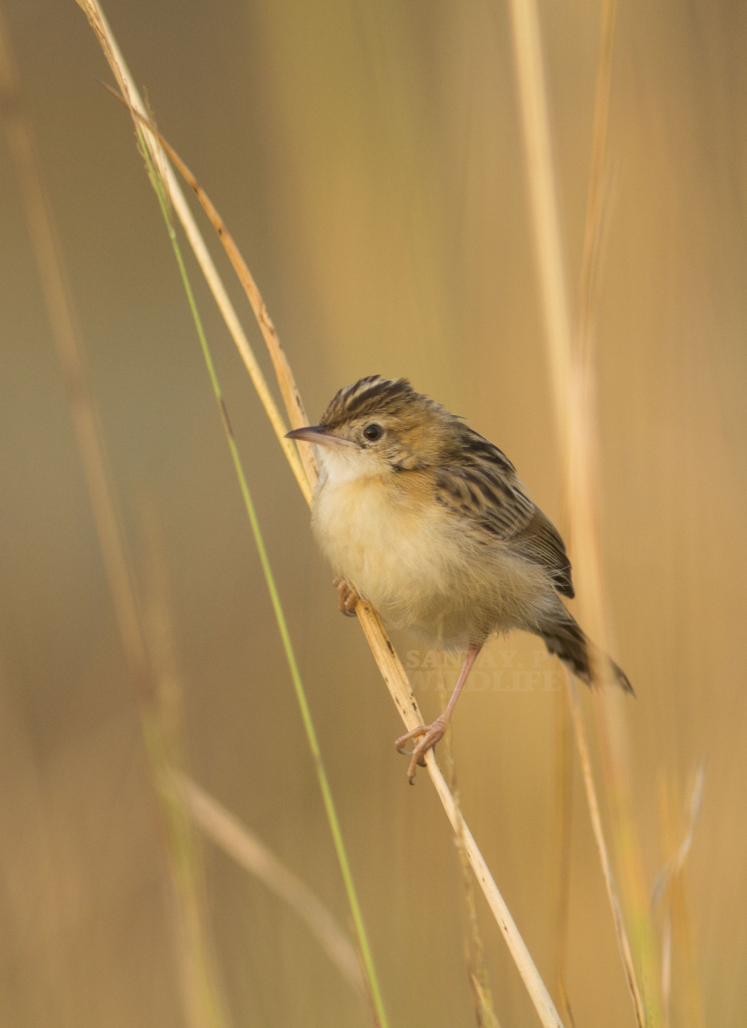 Canon EOS 60D + Canon EF 300mm F4L IS USM sample photo. Zitting cisticola photography