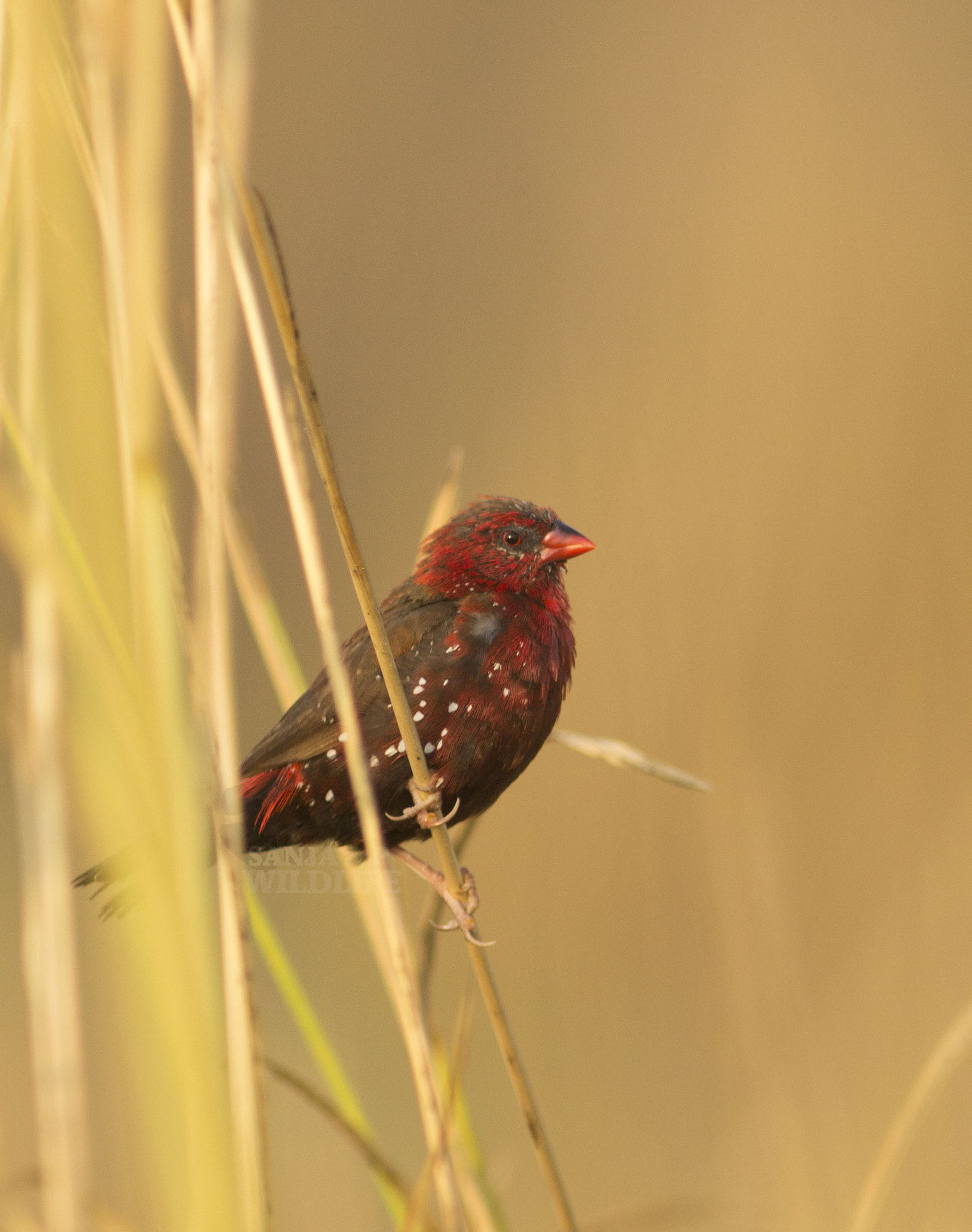 Canon EOS 60D + Canon EF 300mm F4L IS USM sample photo. Red avadavat photography