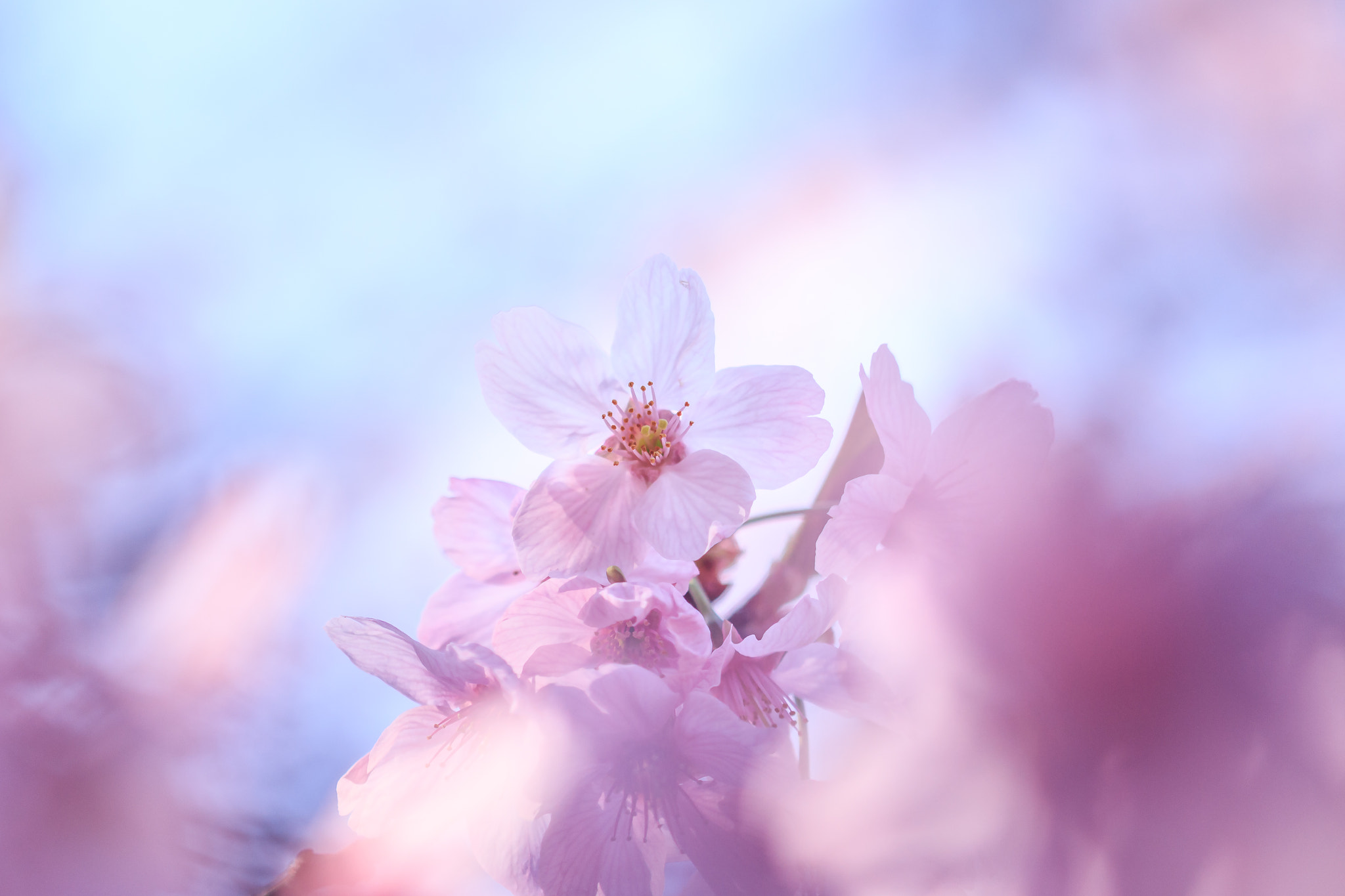 Canon EOS 650D (EOS Rebel T4i / EOS Kiss X6i) sample photo. Doux photography