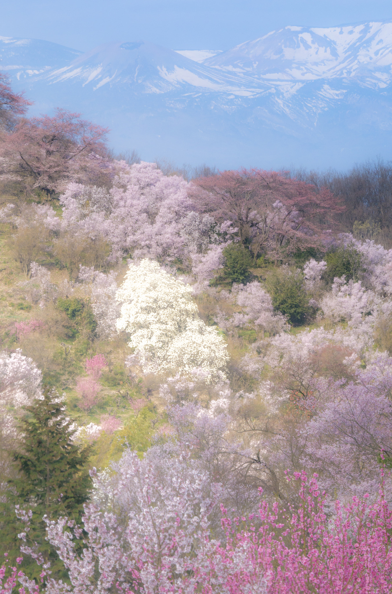 Panasonic Lumix DMC-GX7 sample photo. Return of spring photography