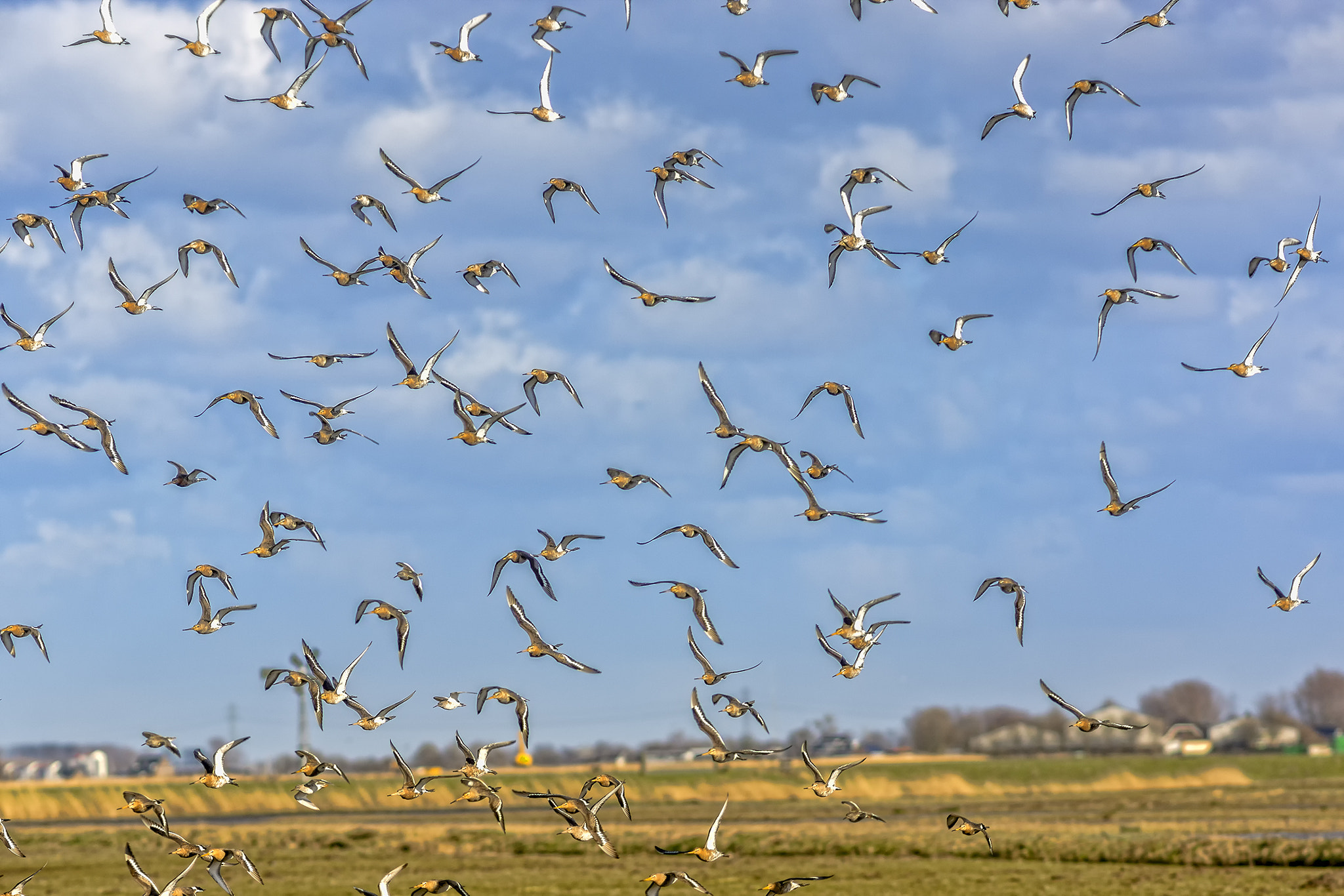Sony SLT-A65 (SLT-A65V) + Minolta AF 200mm F2.8 HS-APO G sample photo. Bride flight of the godwits! photography