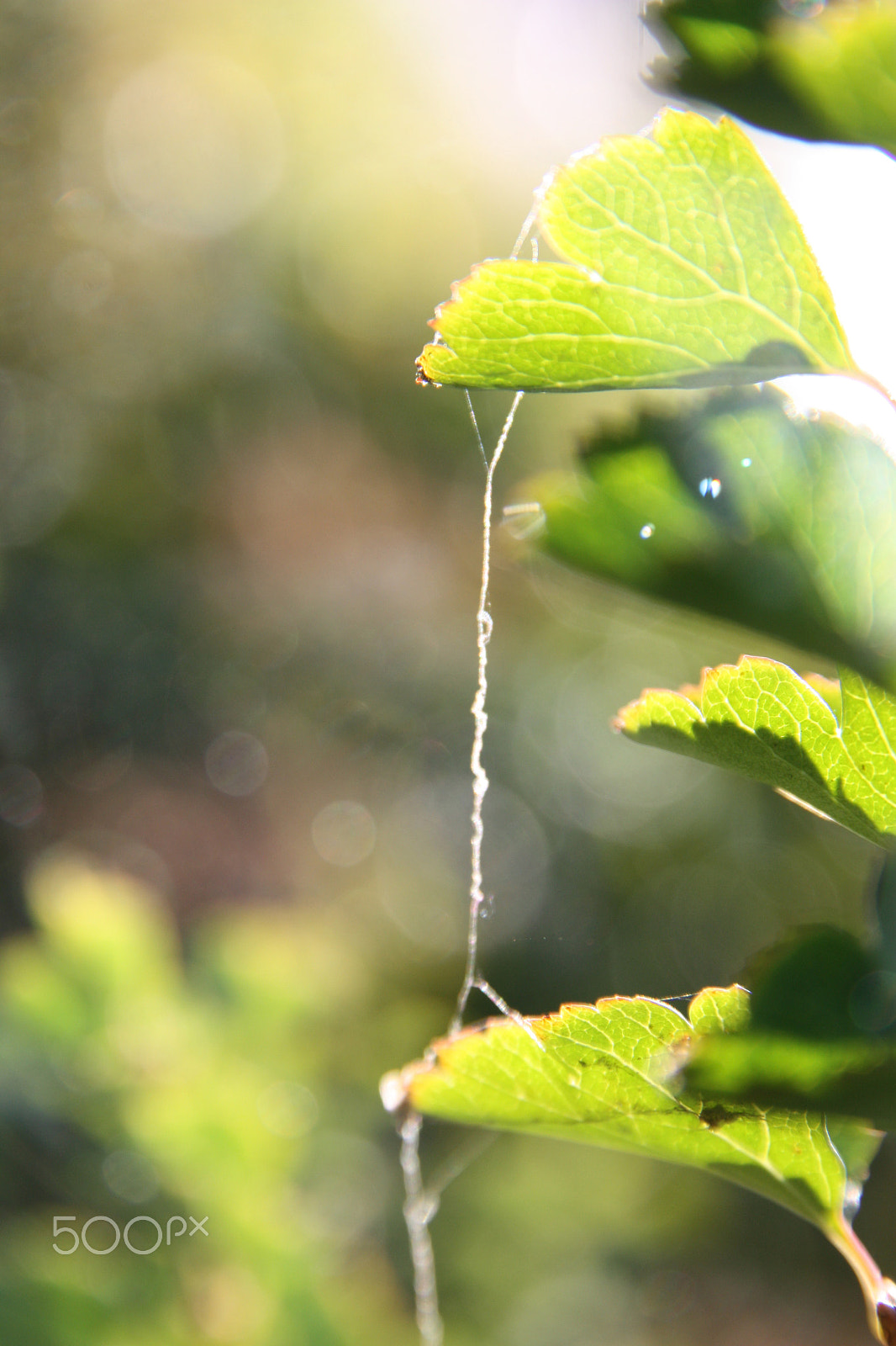 Sigma 17-70mm F2.8-4 DC Macro OS HSM sample photo. Spider web on leaves photography