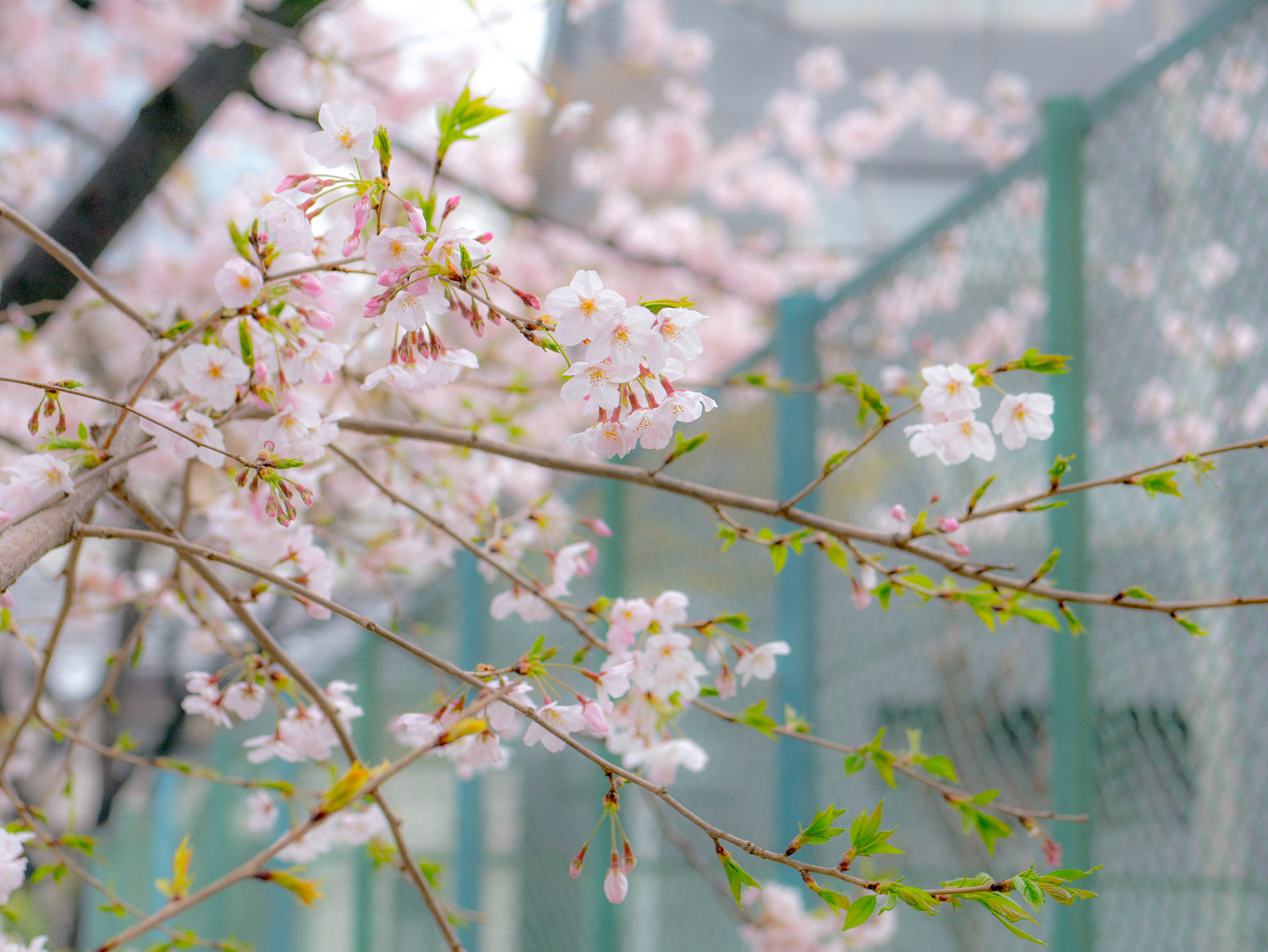 Panasonic Lumix G 42.5mm F1.7 ASPH Power OIS sample photo. Sakura photography