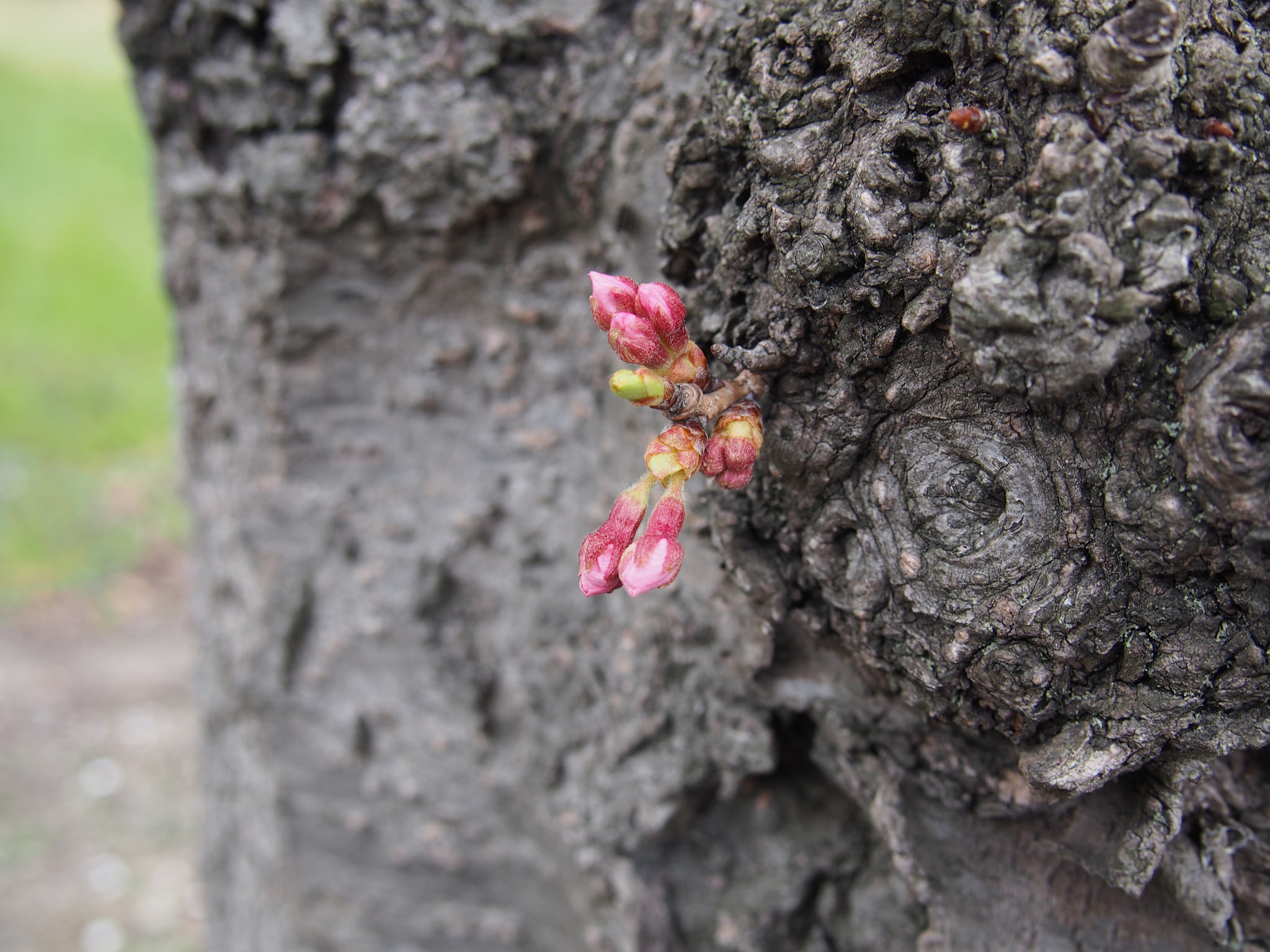 Olympus PEN E-P5 sample photo. Cherry blossom at hikone in japan photography