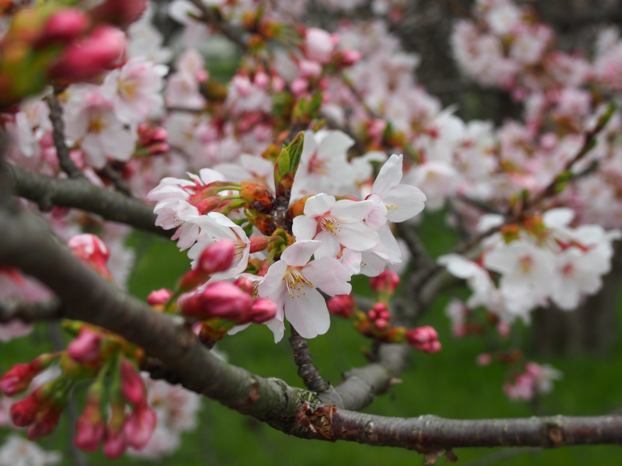 Olympus PEN E-P5 sample photo. Cherry blossom at hikone in japan photography