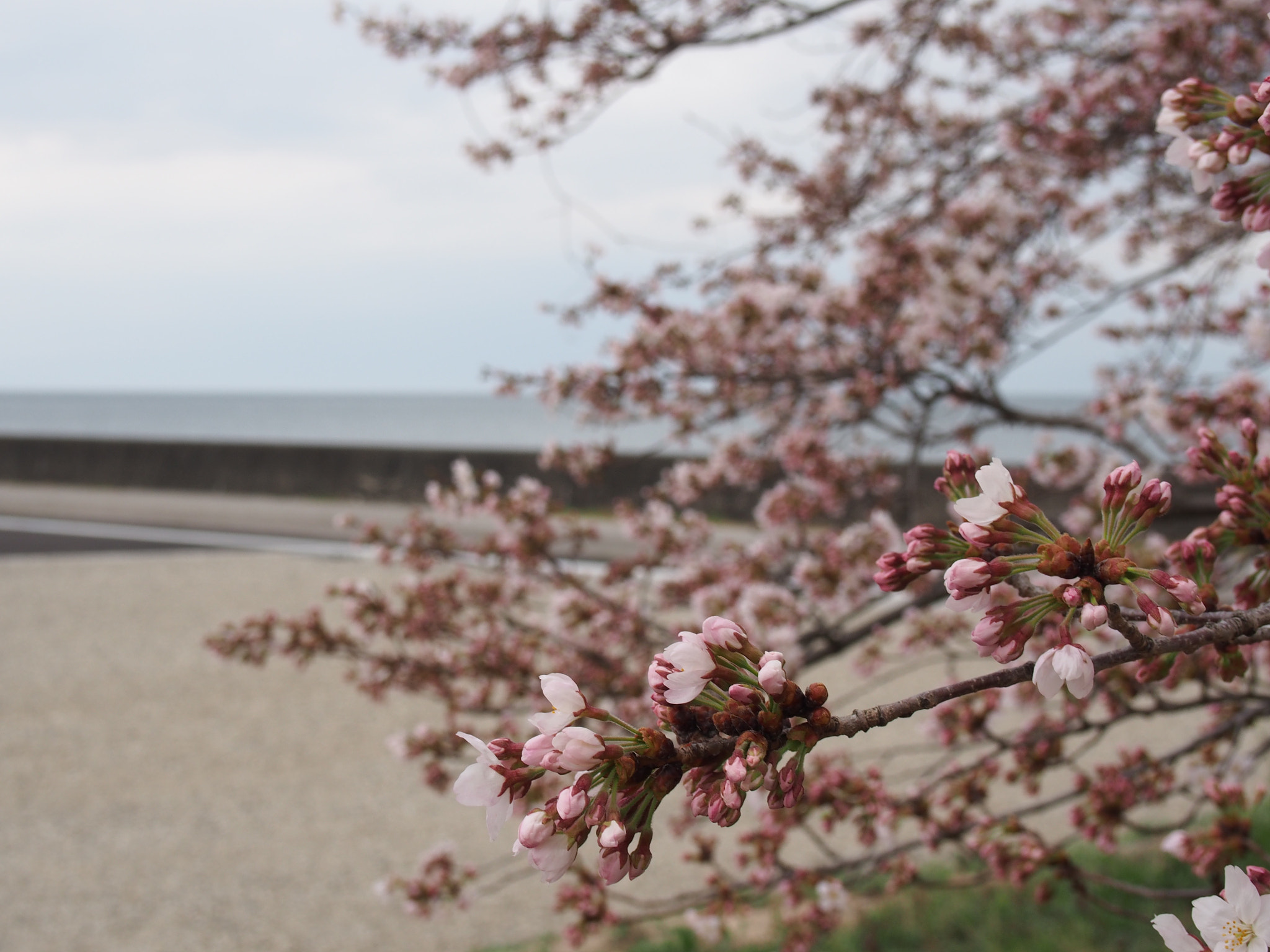 Olympus PEN E-P5 sample photo. Cherry blossom at hikone in japan photography