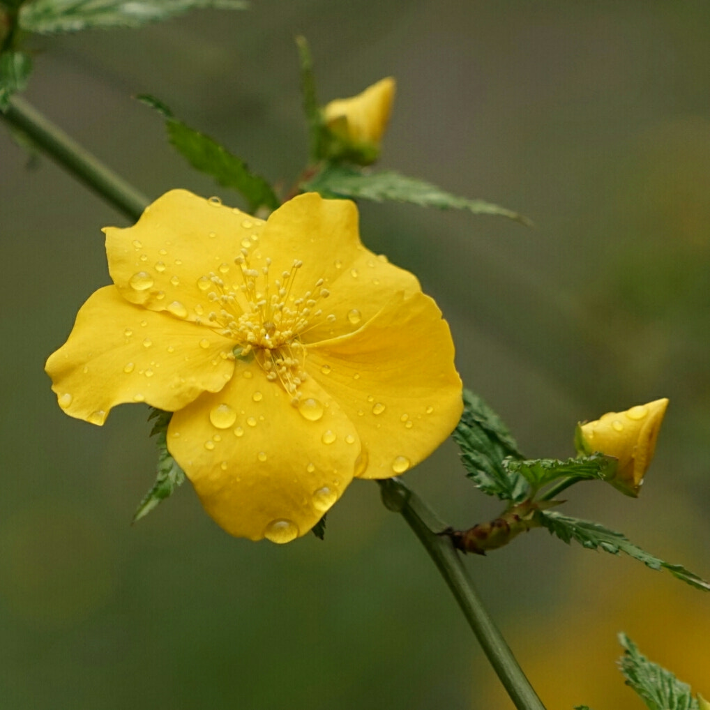 Sony a7 + Sony FE 70-200mm F4 G OSS sample photo. Winter jasmine in rain photography