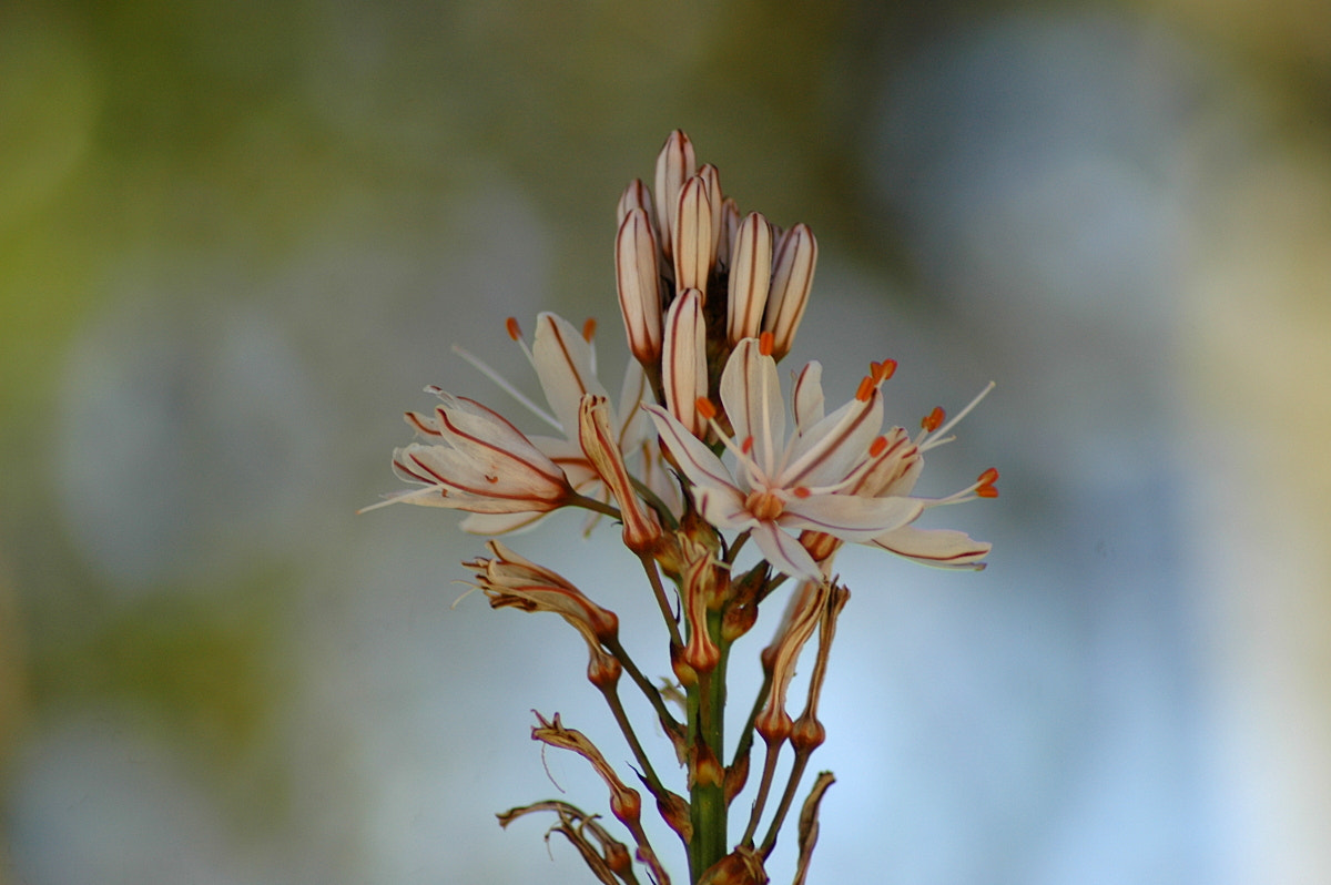 Nikon AF Nikkor 70-300mm F4-5.6G sample photo. # photography