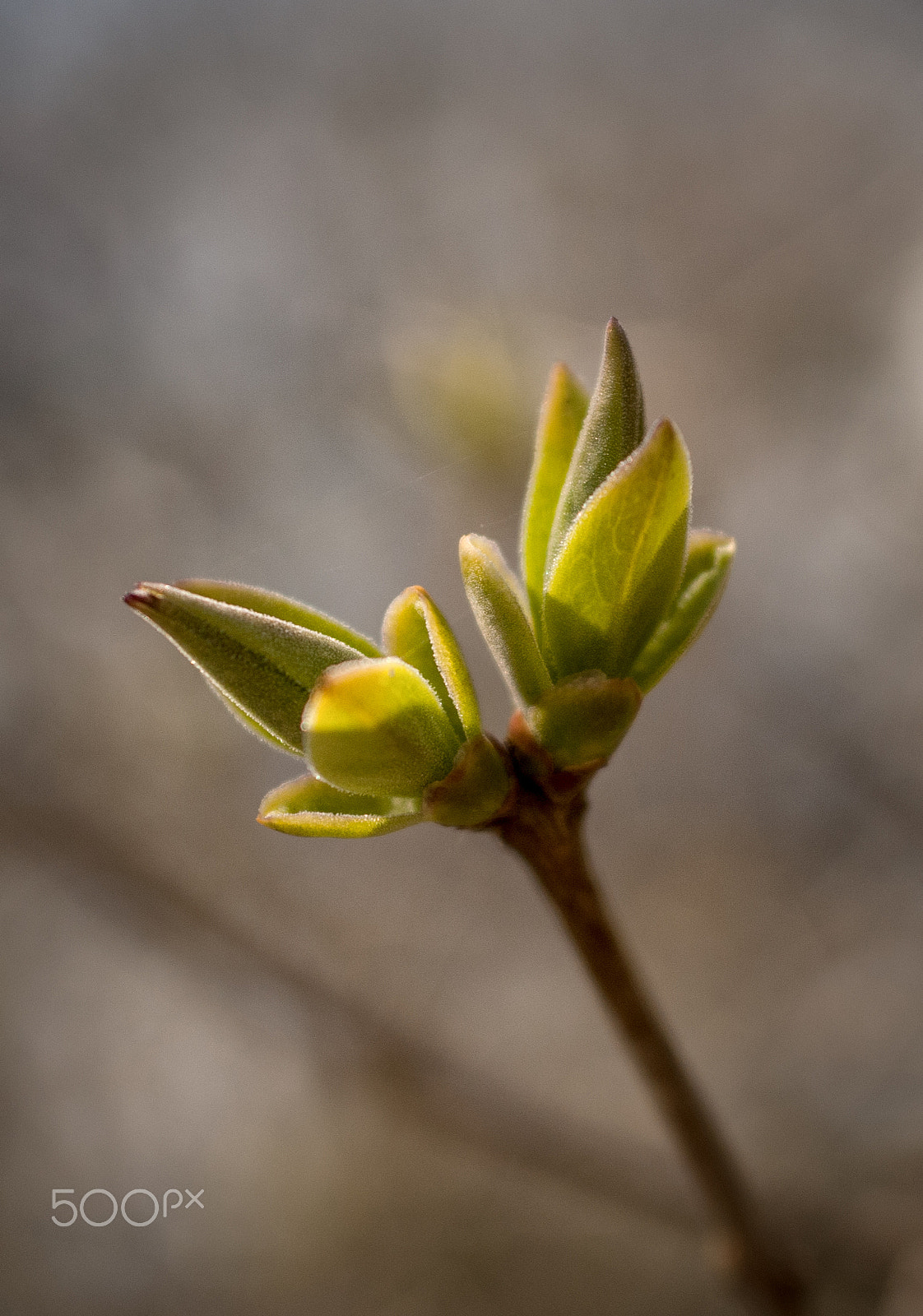 AF Zoom-Nikkor 28-85mm f/3.5-4.5 sample photo. Spring photography
