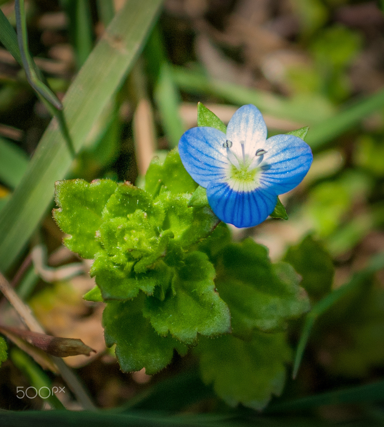 AF Zoom-Nikkor 28-85mm f/3.5-4.5 sample photo. Spring photography