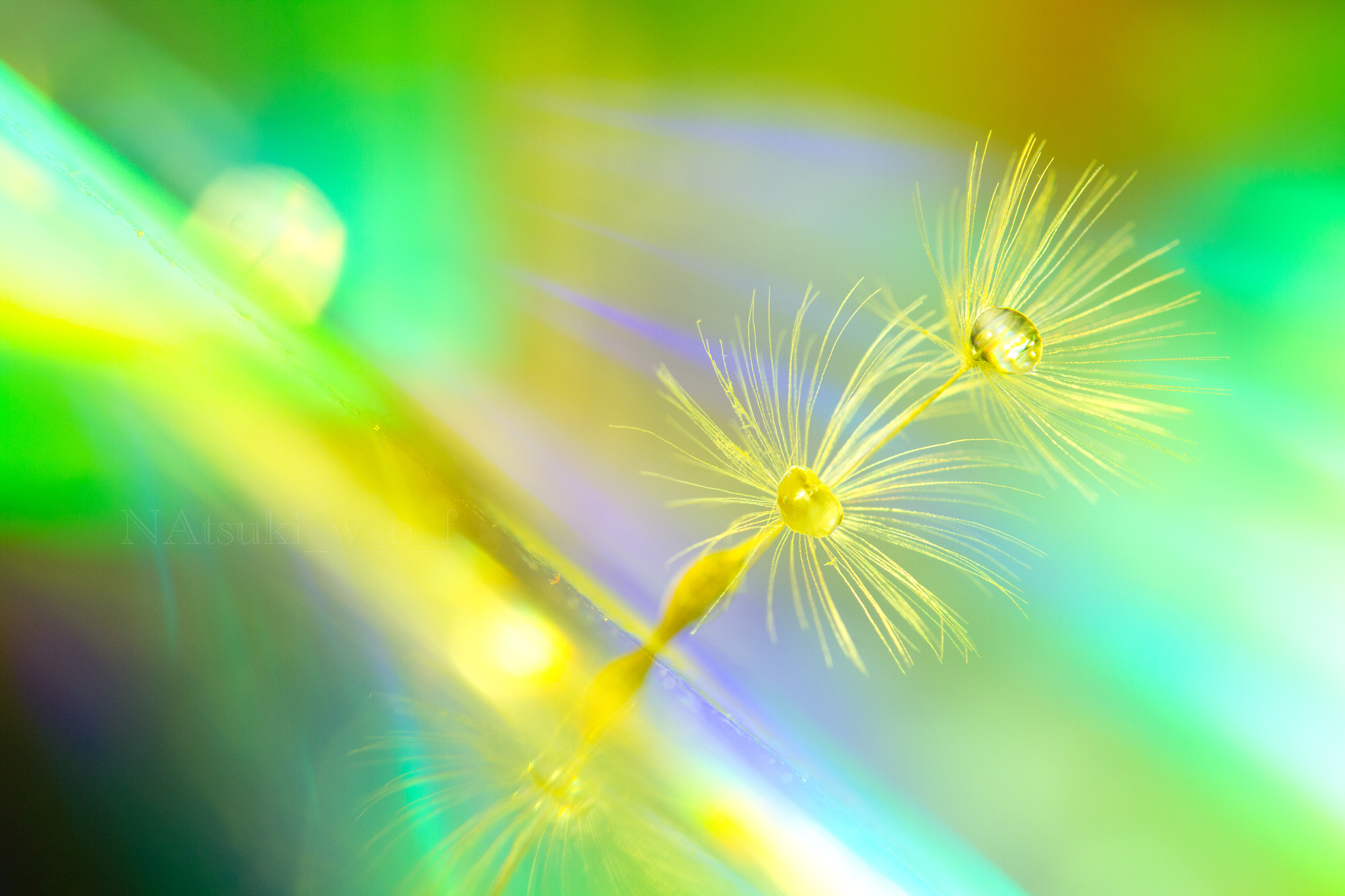 Tamron SP AF 180mm F3.5 Di LD (IF) Macro sample photo. Beautiful world photography