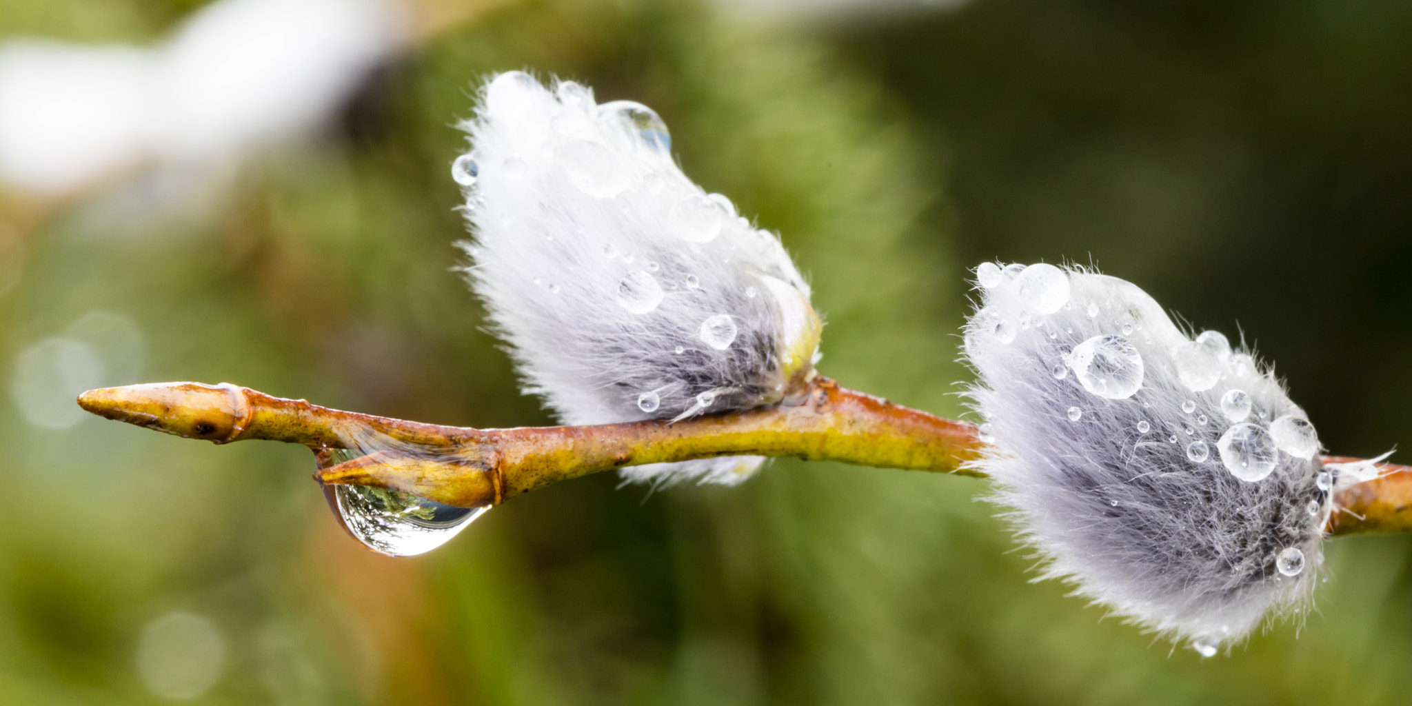 Canon EOS 5DS sample photo. Catkin photography