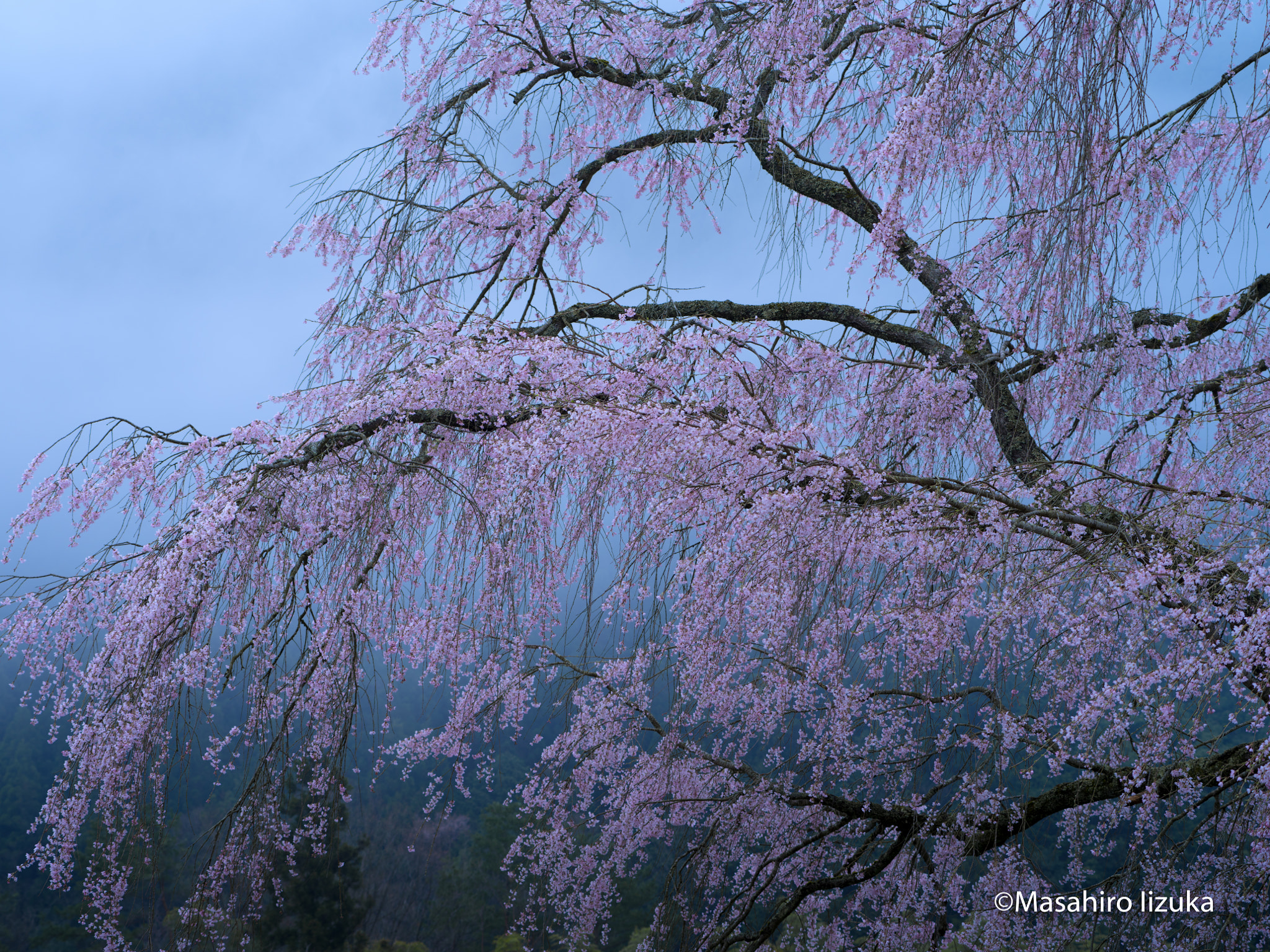 Pentax 645Z + smc PENTAX-FA 645 80-160mm F4.5 sample photo. Foggy blossom photography