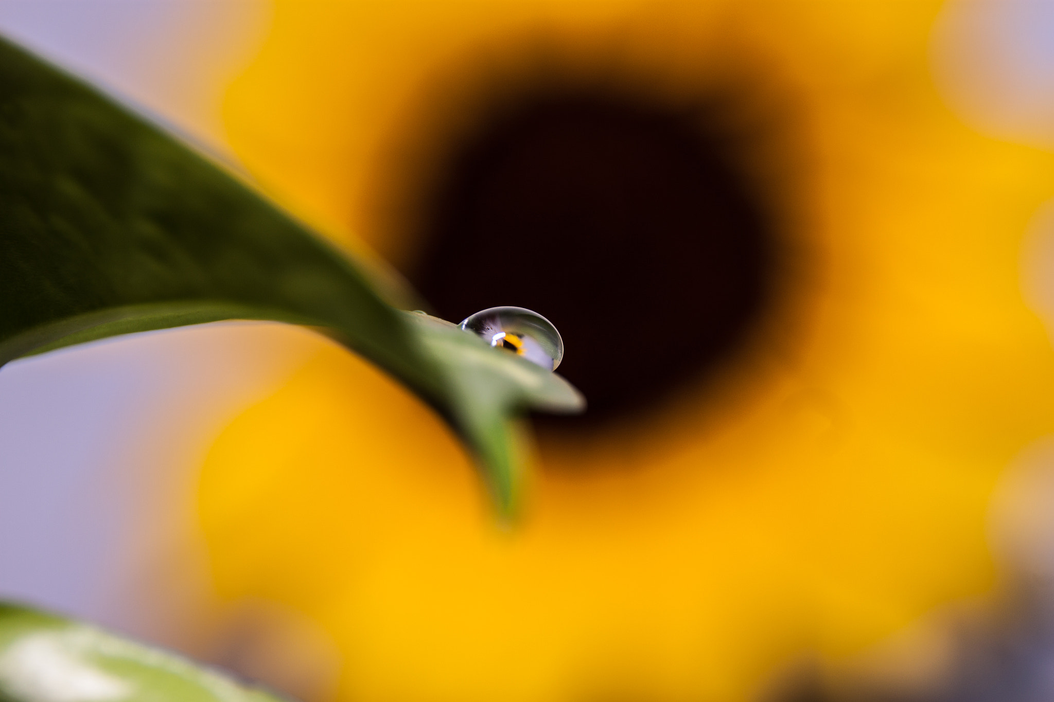 Sigma 18-250mm F3.5-6.3 DC OS HSM sample photo. Sun drop photography