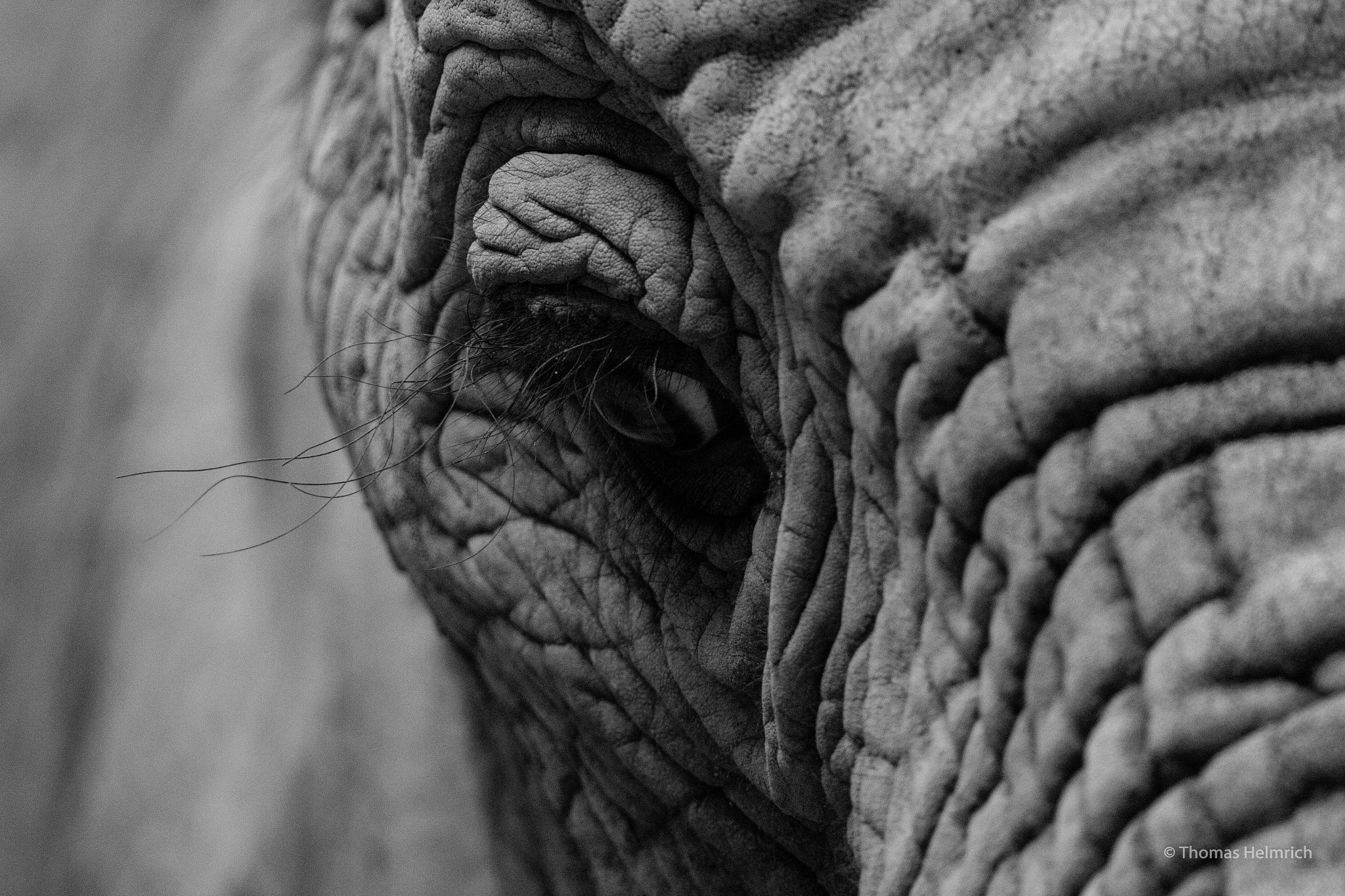 Sigma 150-600mm F5-6.3 DG OS HSM | C sample photo. Elefantenauge photography