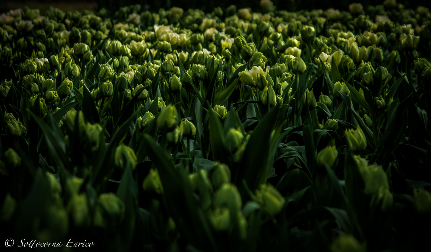 Pentax K-50 + Sigma sample photo. ..green tulip.. photography
