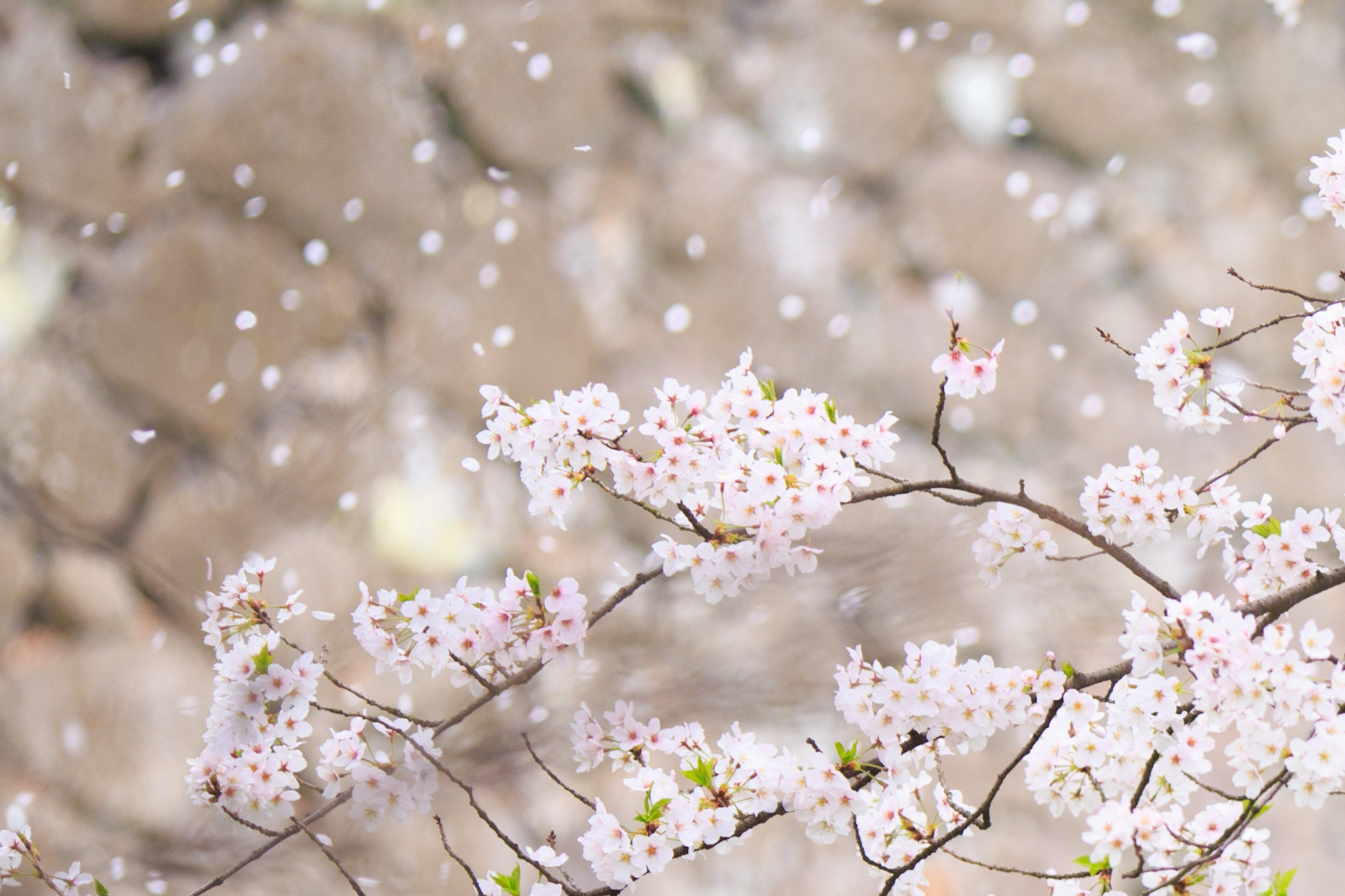 Tamron SP AF 180mm F3.5 Di LD (IF) Macro sample photo. Spring rain photography
