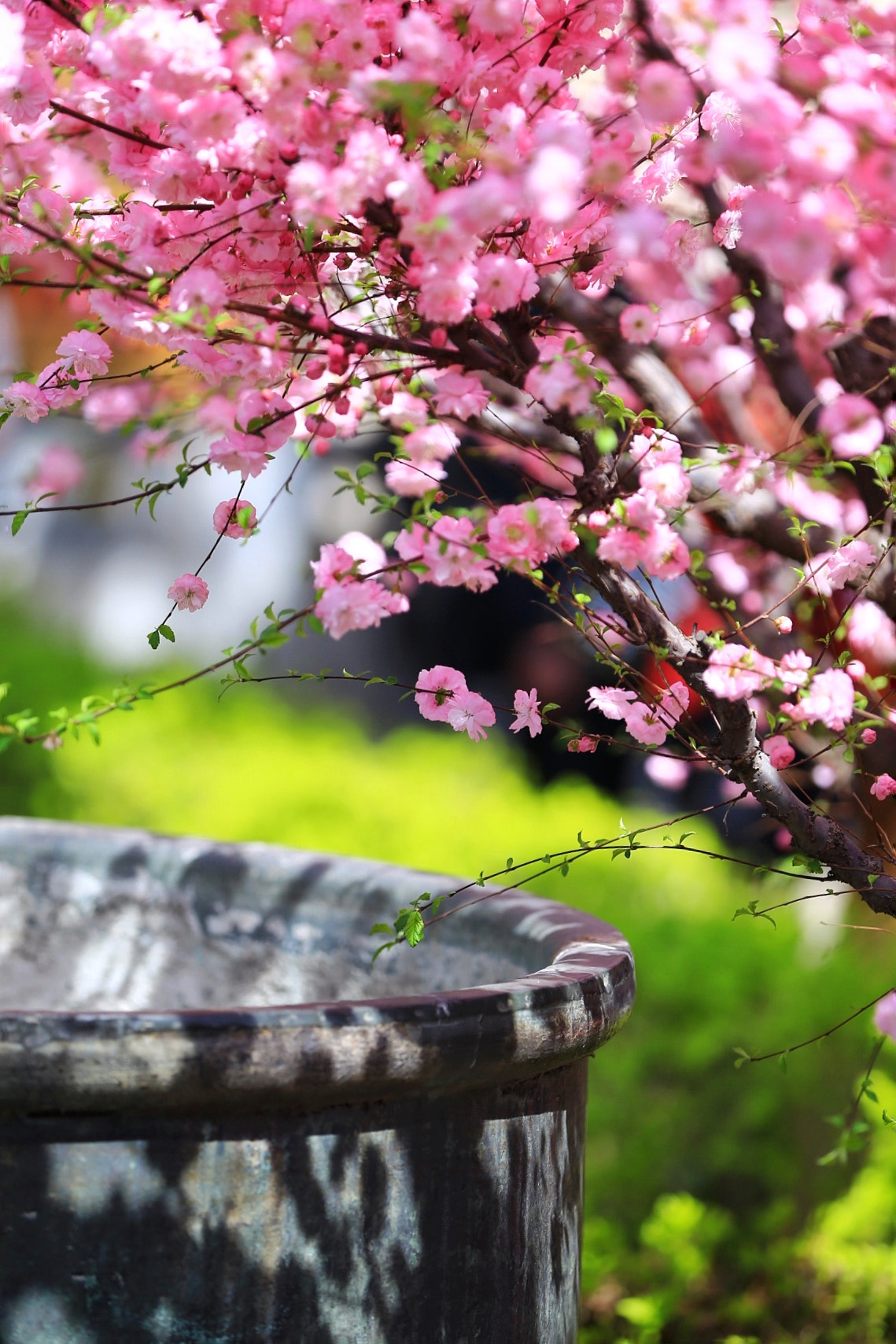Canon EF 70-200mm F2.8L IS II USM sample photo