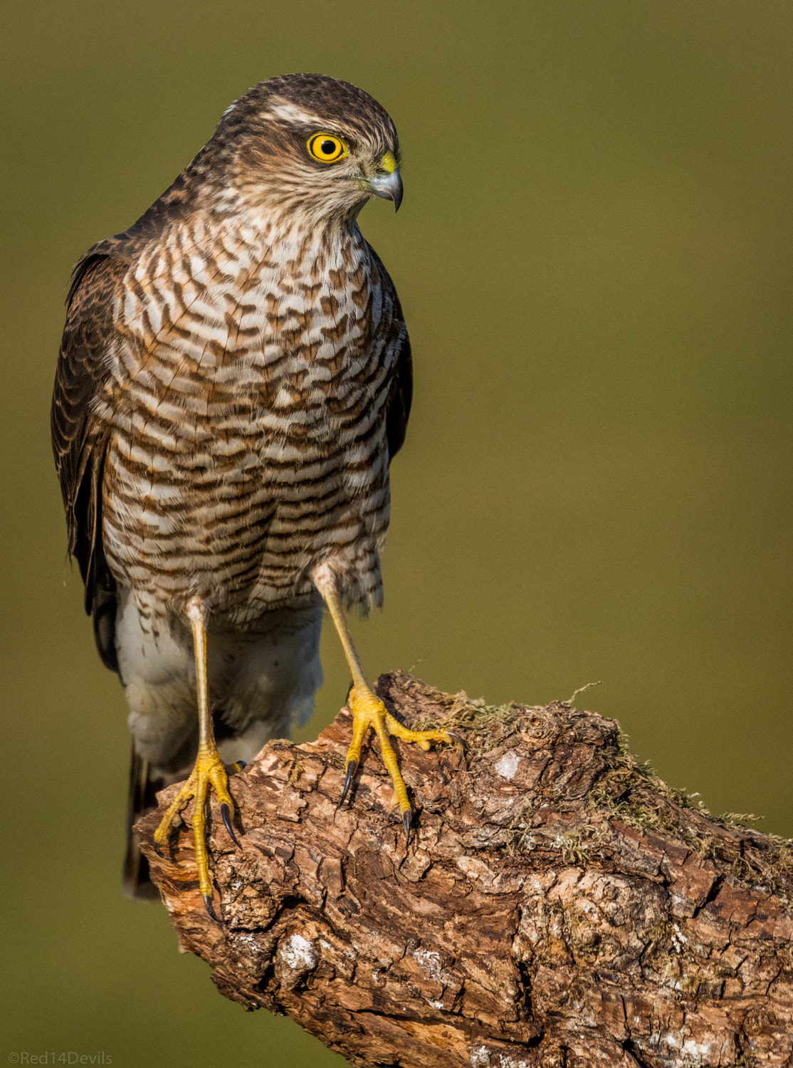 Canon EF 100-400mm F4.5-5.6L IS II USM sample photo. Sparrow hawk photography