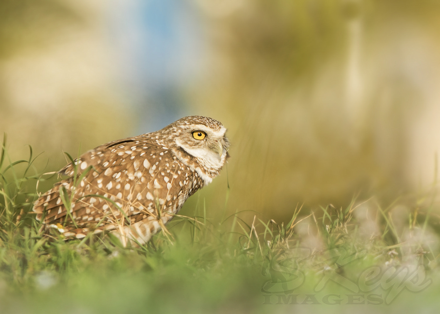 Nikon D7200 + Sigma 500mm F4.5 EX DG HSM sample photo. Watcher (burrowing owl) photography