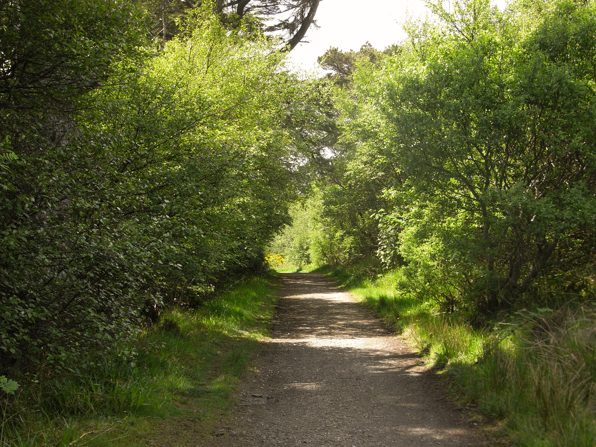 Ricoh Caplio R6 sample photo. Through the trees photography