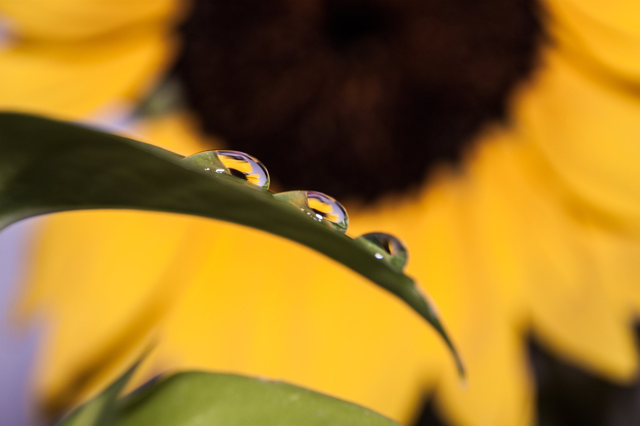 Sigma 18-250mm F3.5-6.3 DC OS HSM sample photo. Sun drops photography