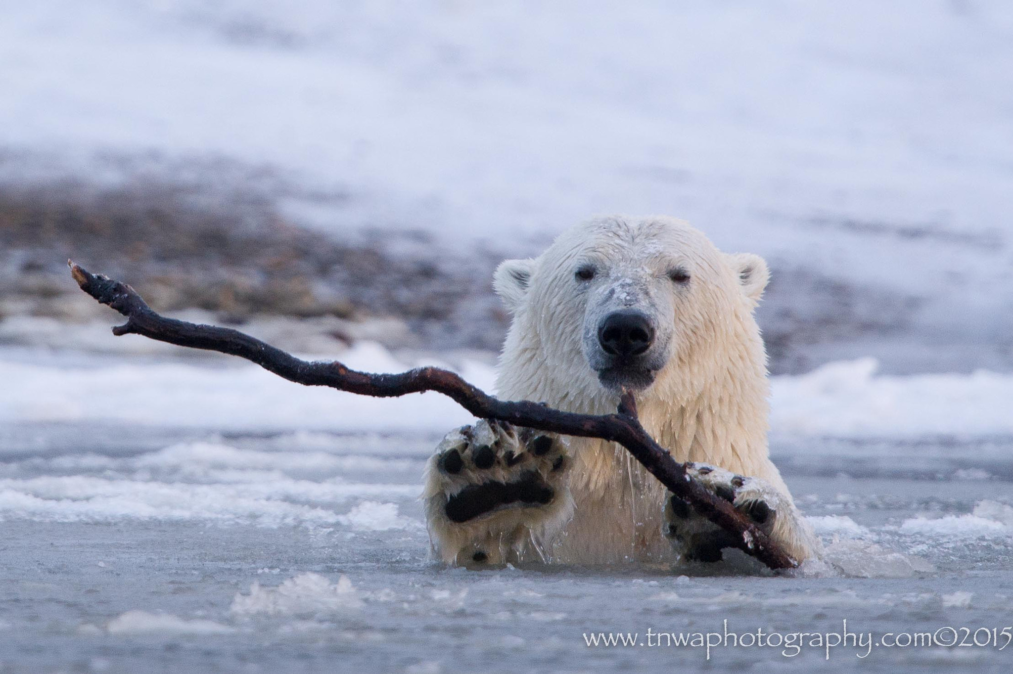 Nikon D3S + Nikon AF-S Nikkor 500mm F4G ED VR sample photo. Wanna play fetch? photography