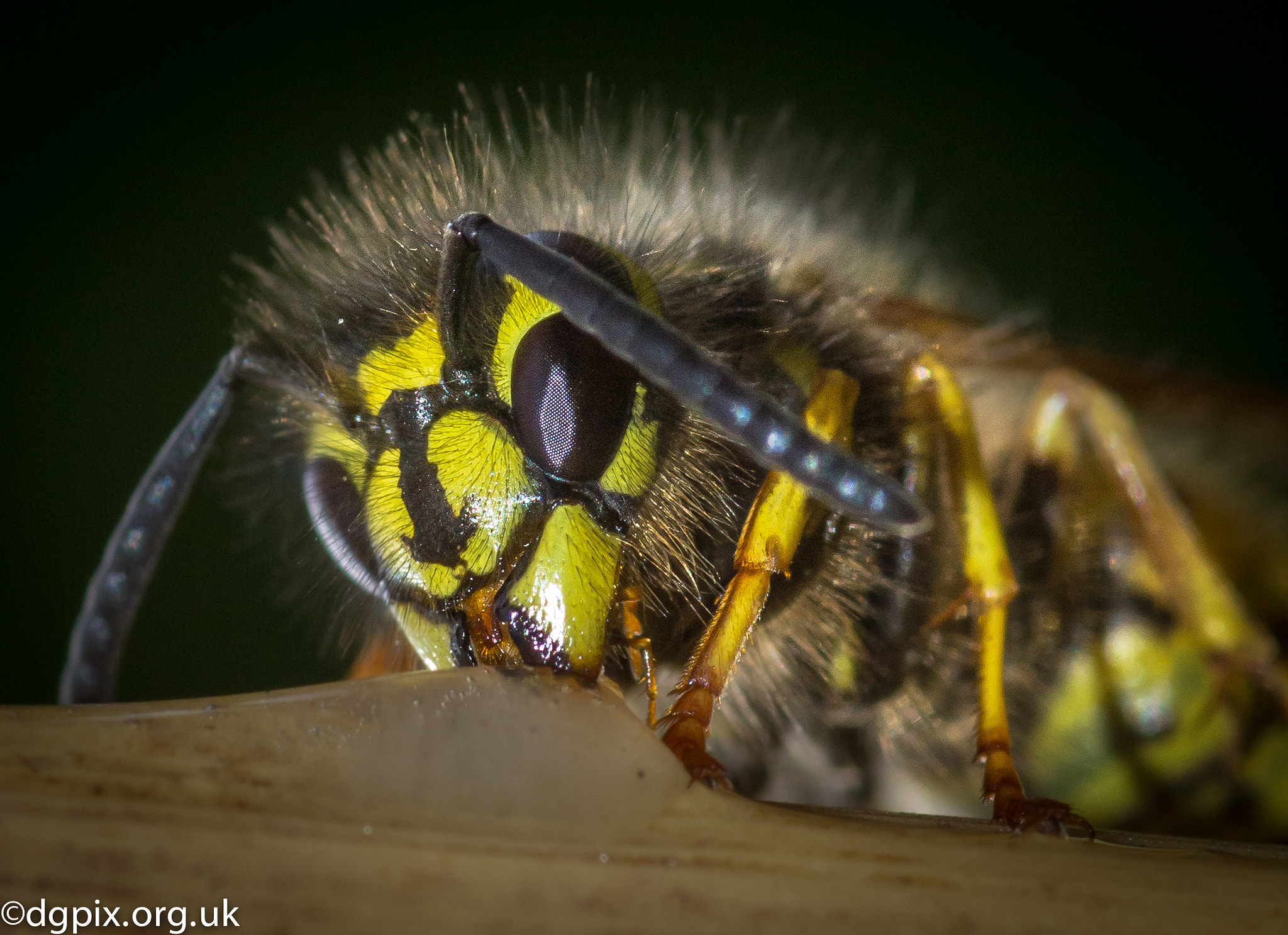 Olympus E-5 + Sigma 105mm F2.8 EX DG Macro sample photo. Common wasp photography