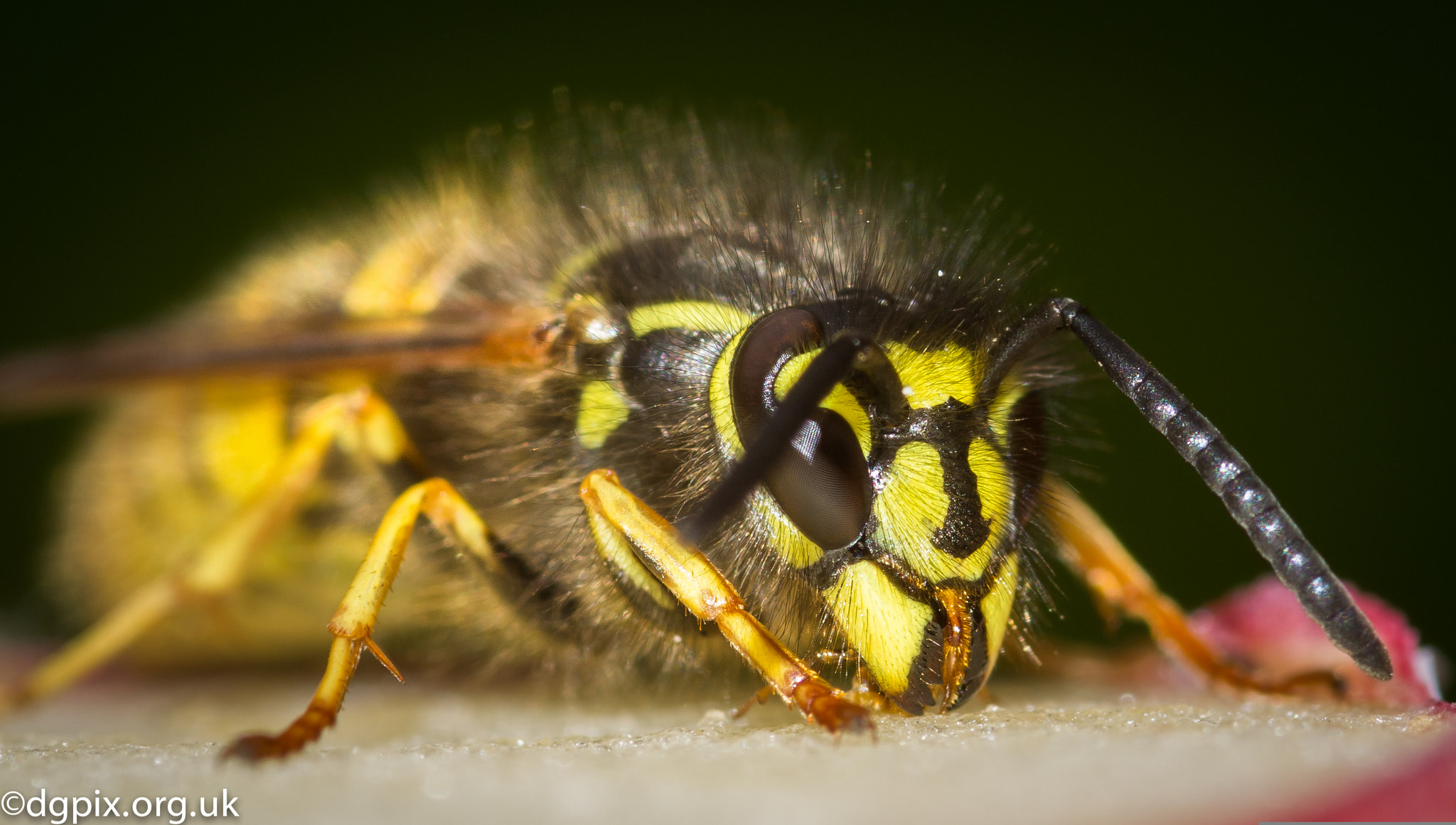 Sigma 105mm F2.8 EX DG Macro sample photo. Common wasp photography