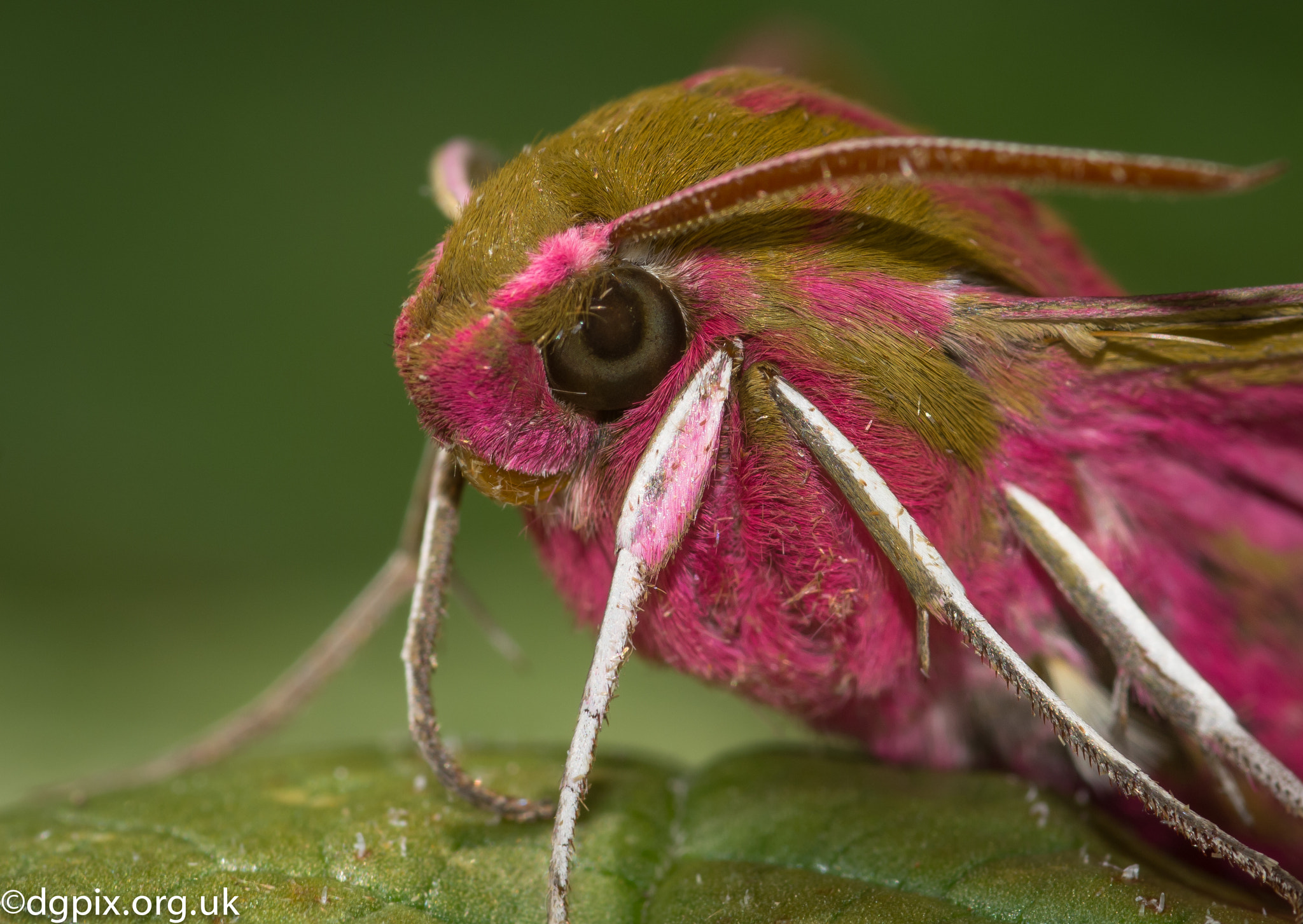 Sigma 105mm F2.8 EX DG Macro sample photo. 19588548220.jpg photography