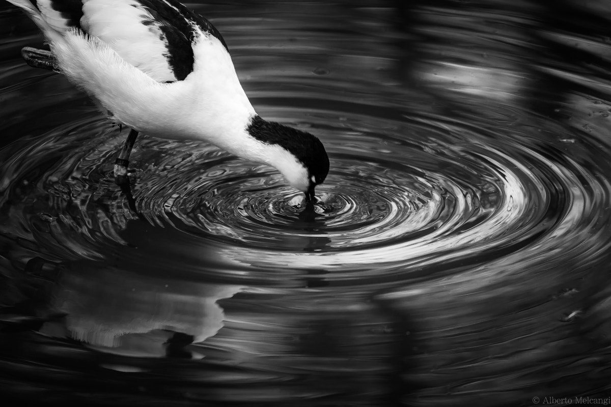 Sigma 150-500mm F5-6.3 DG OS HSM sample photo. Circles photography