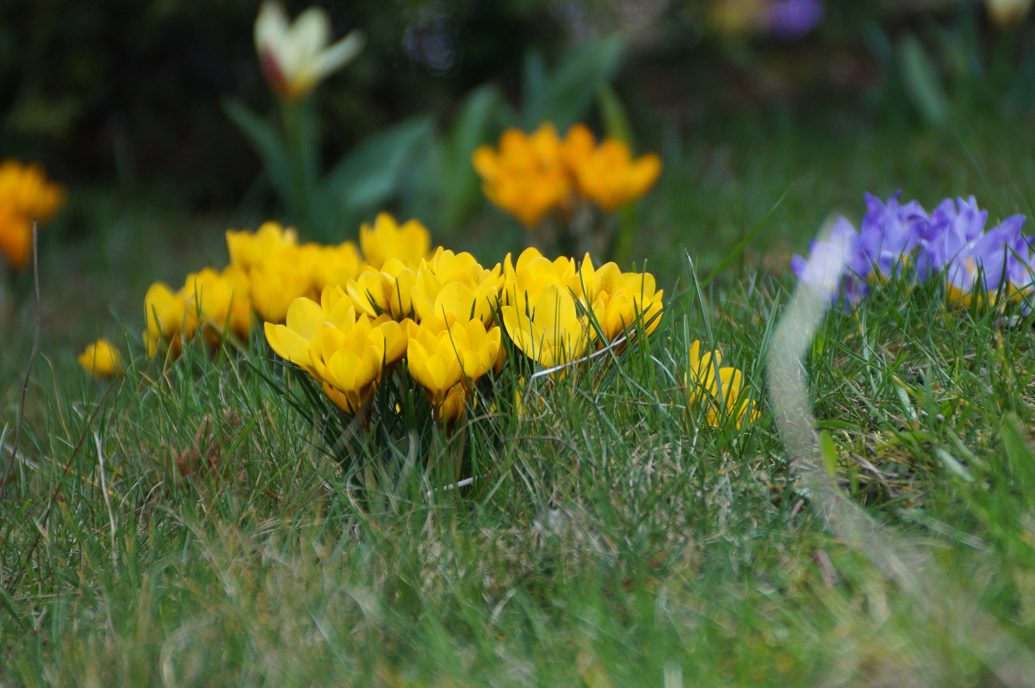 Sony DT 18-200mm F3.5-6.3 sample photo. Spring is coming photography